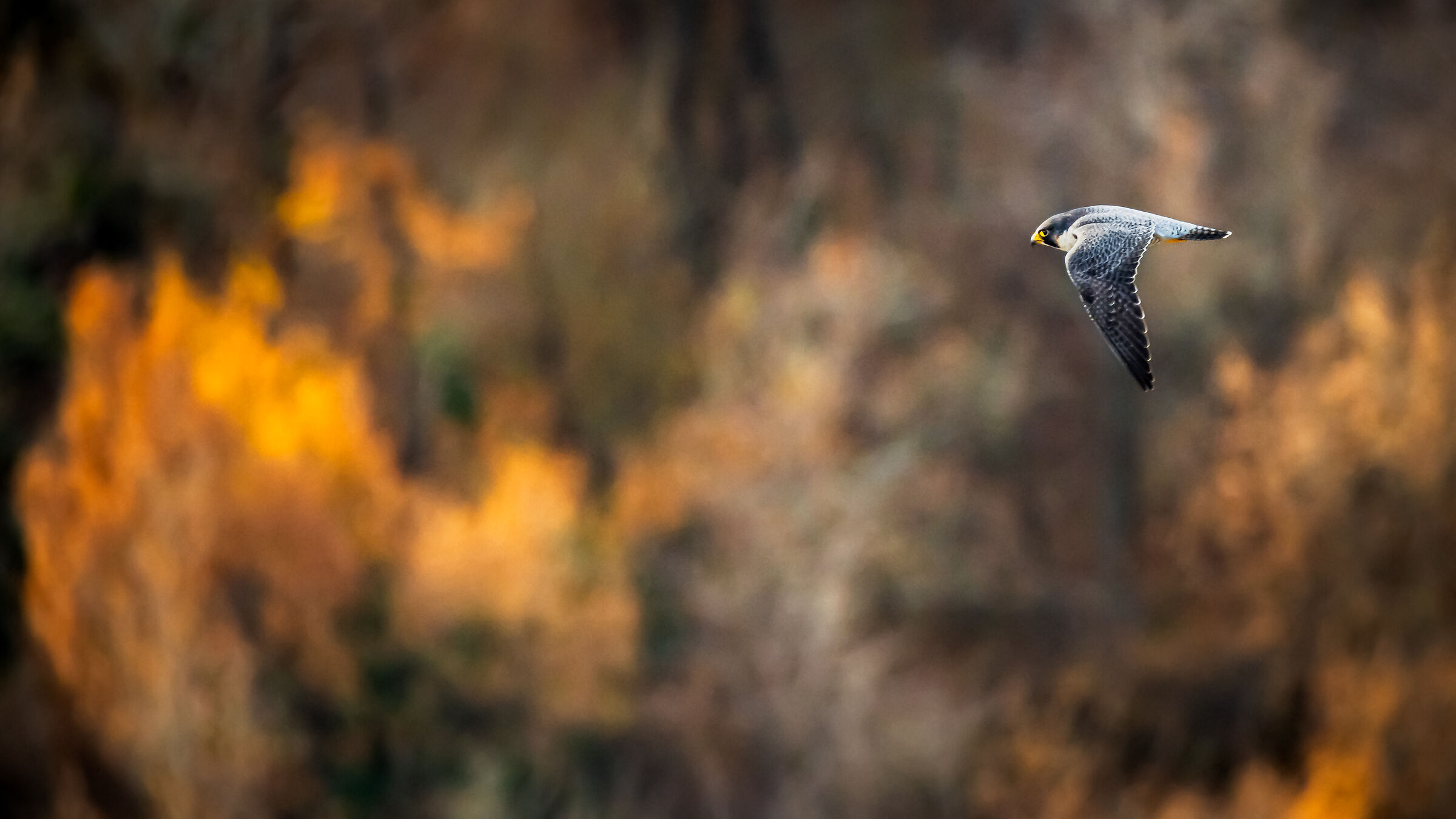 Flying over the foliage