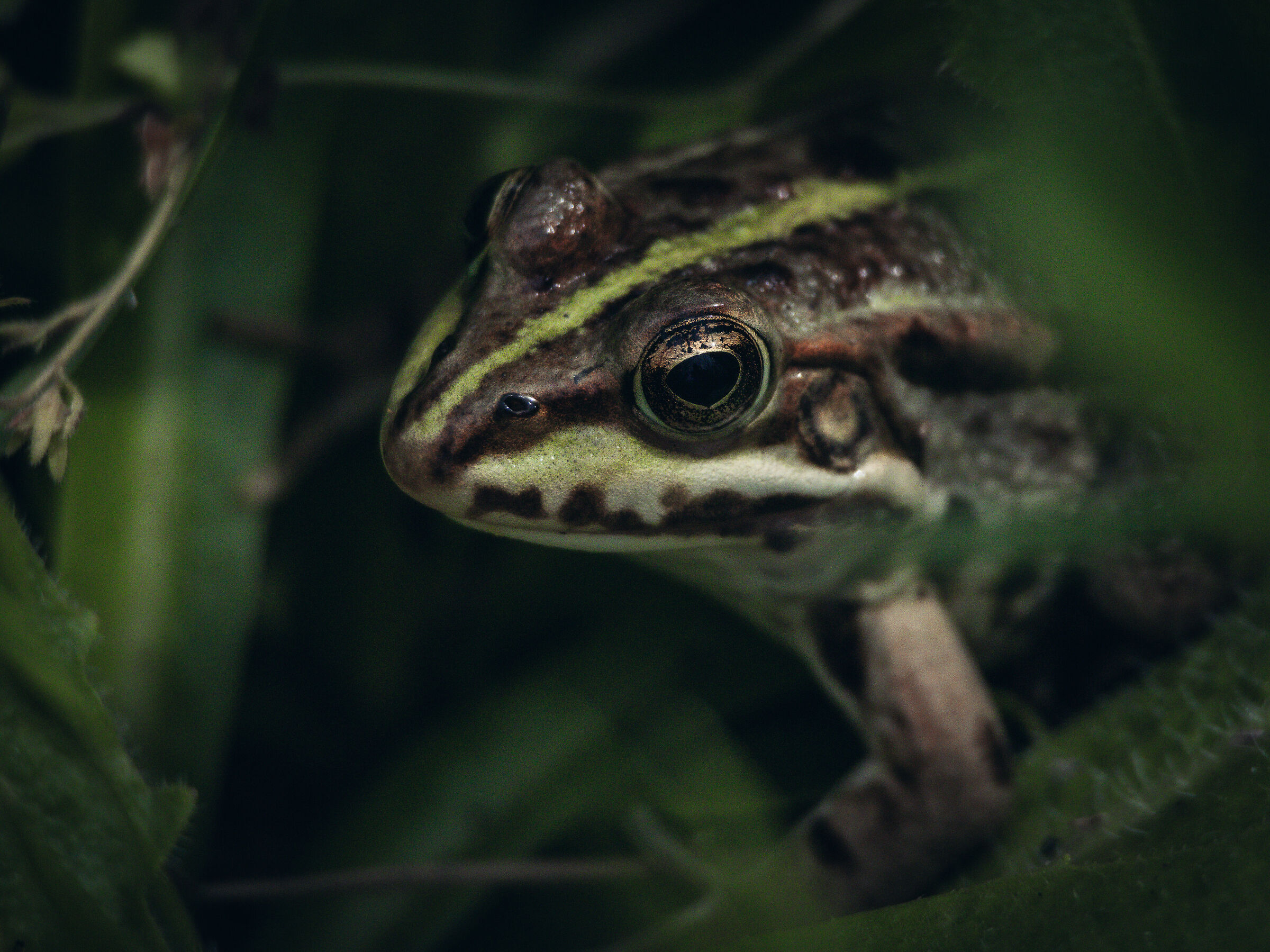 Green frog.