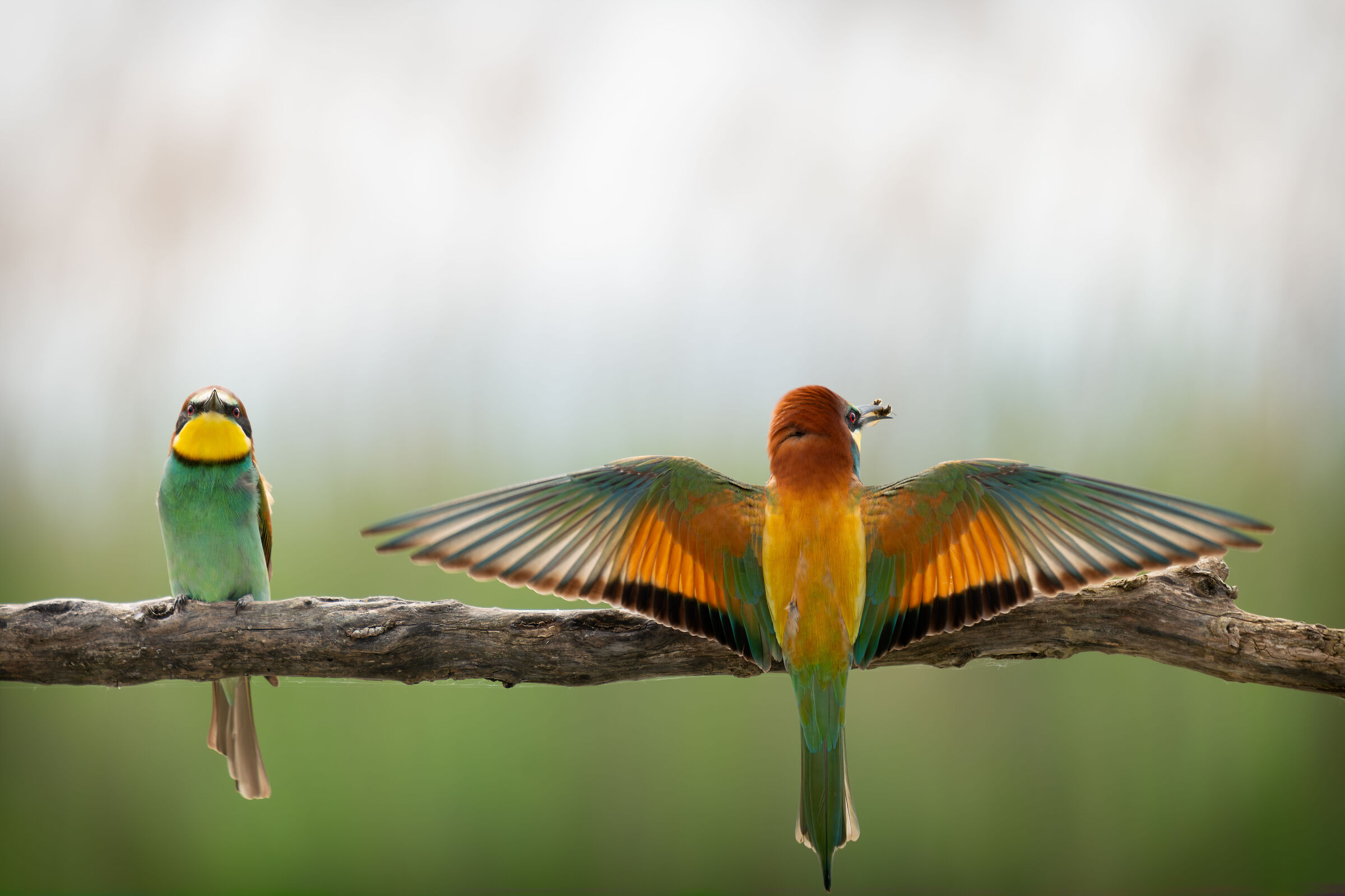 Bee-eaters