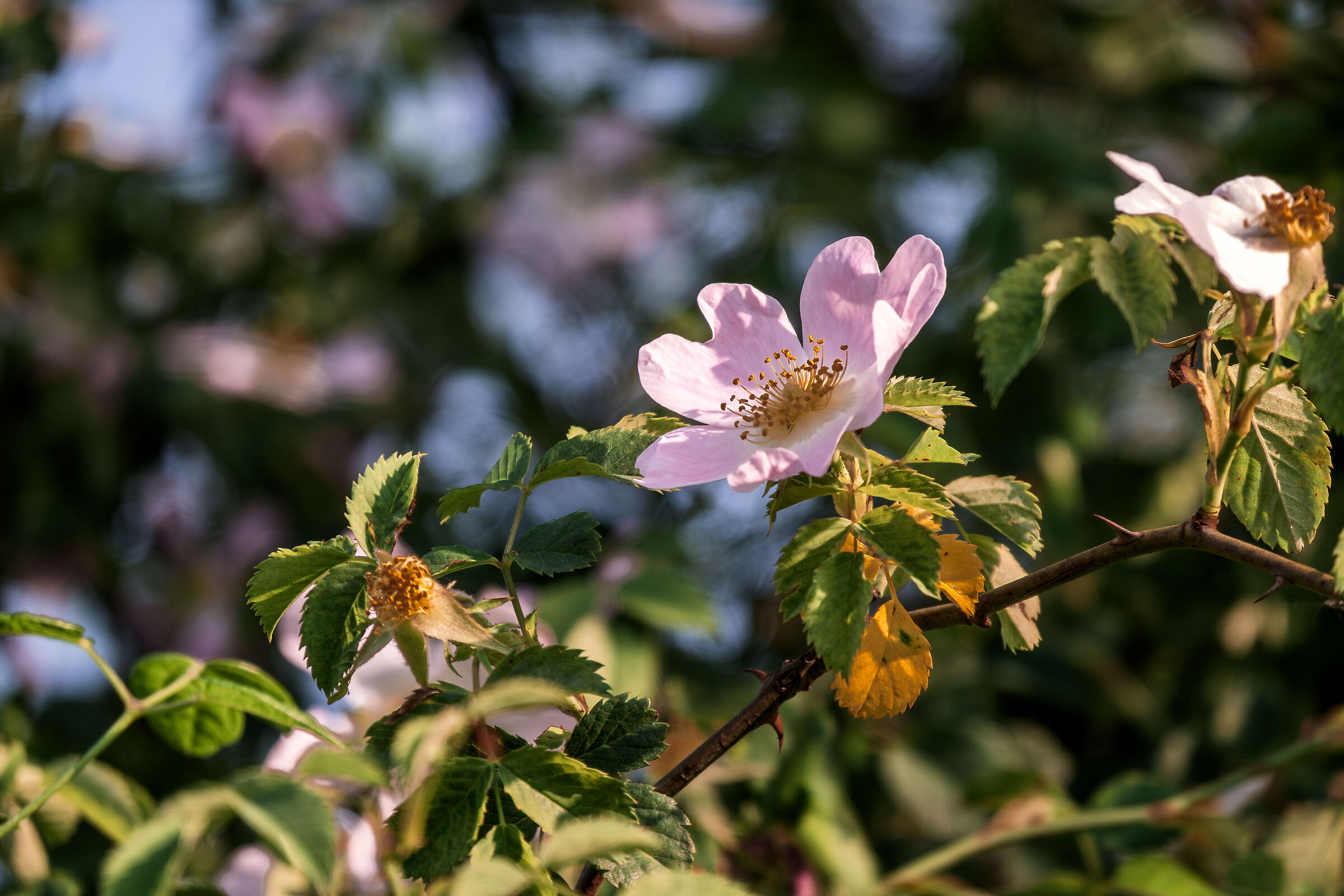 Rosa canina