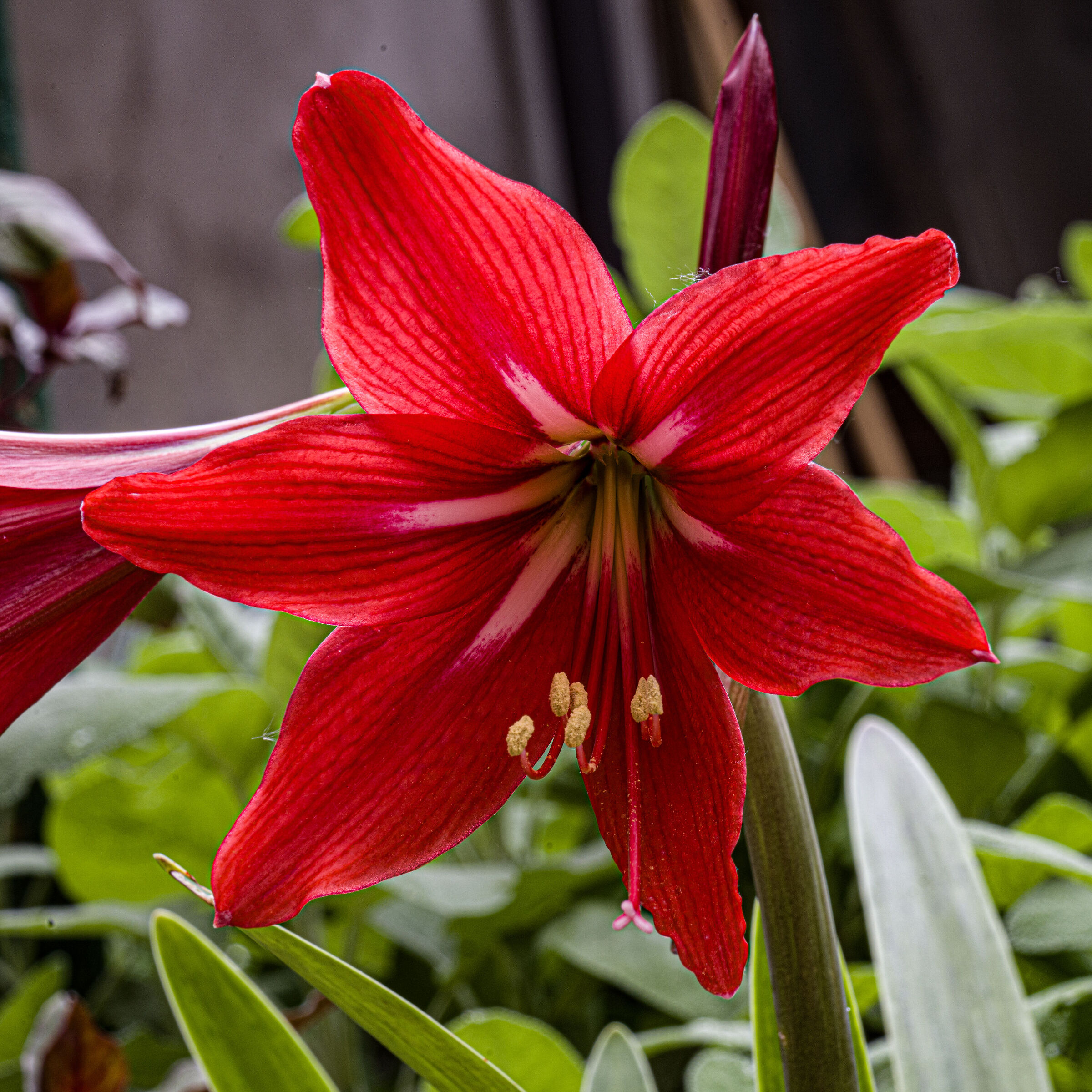 Amaryllis 2025