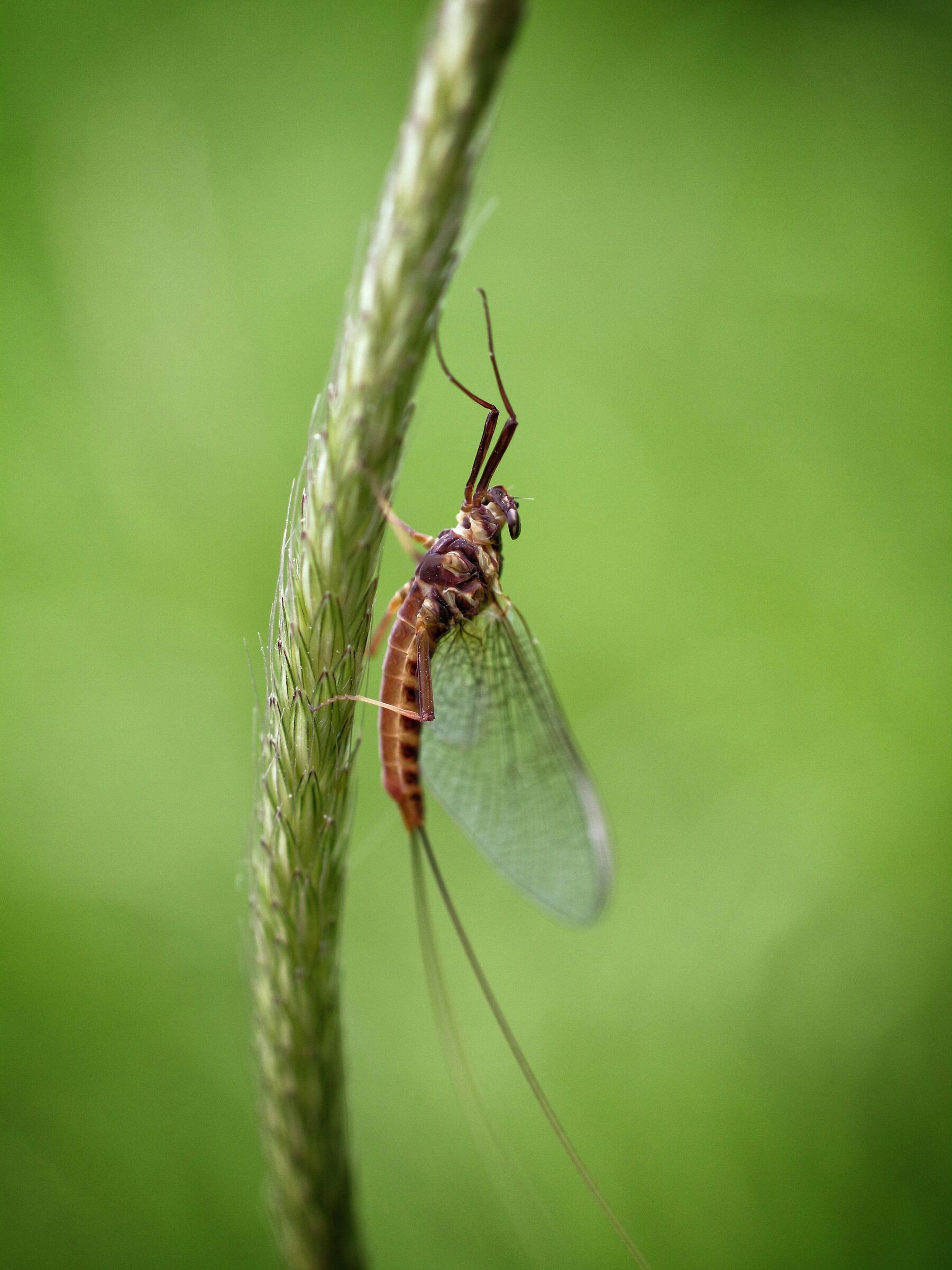 Ephemeral in the meadow