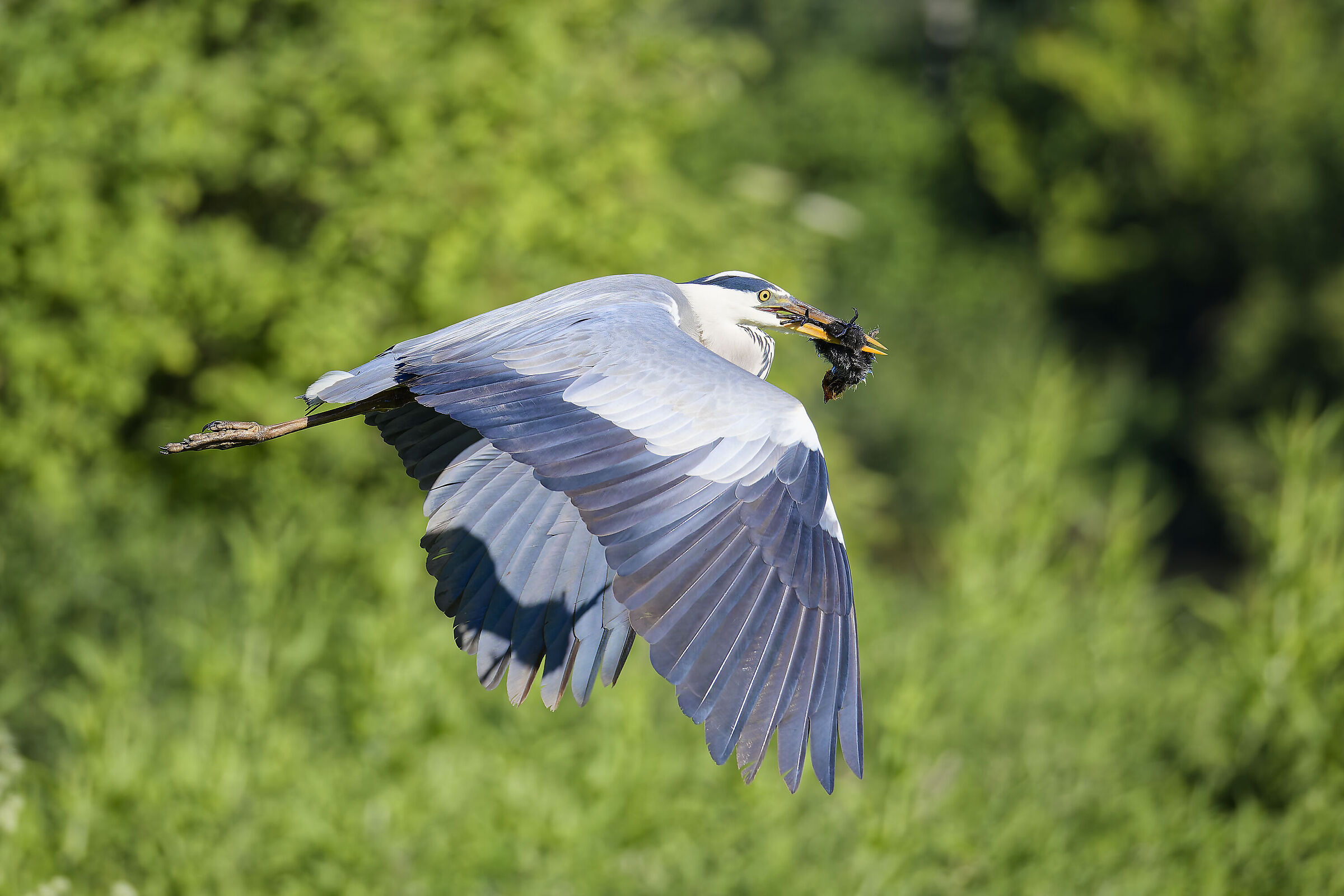 Grey heron with gurnard chick