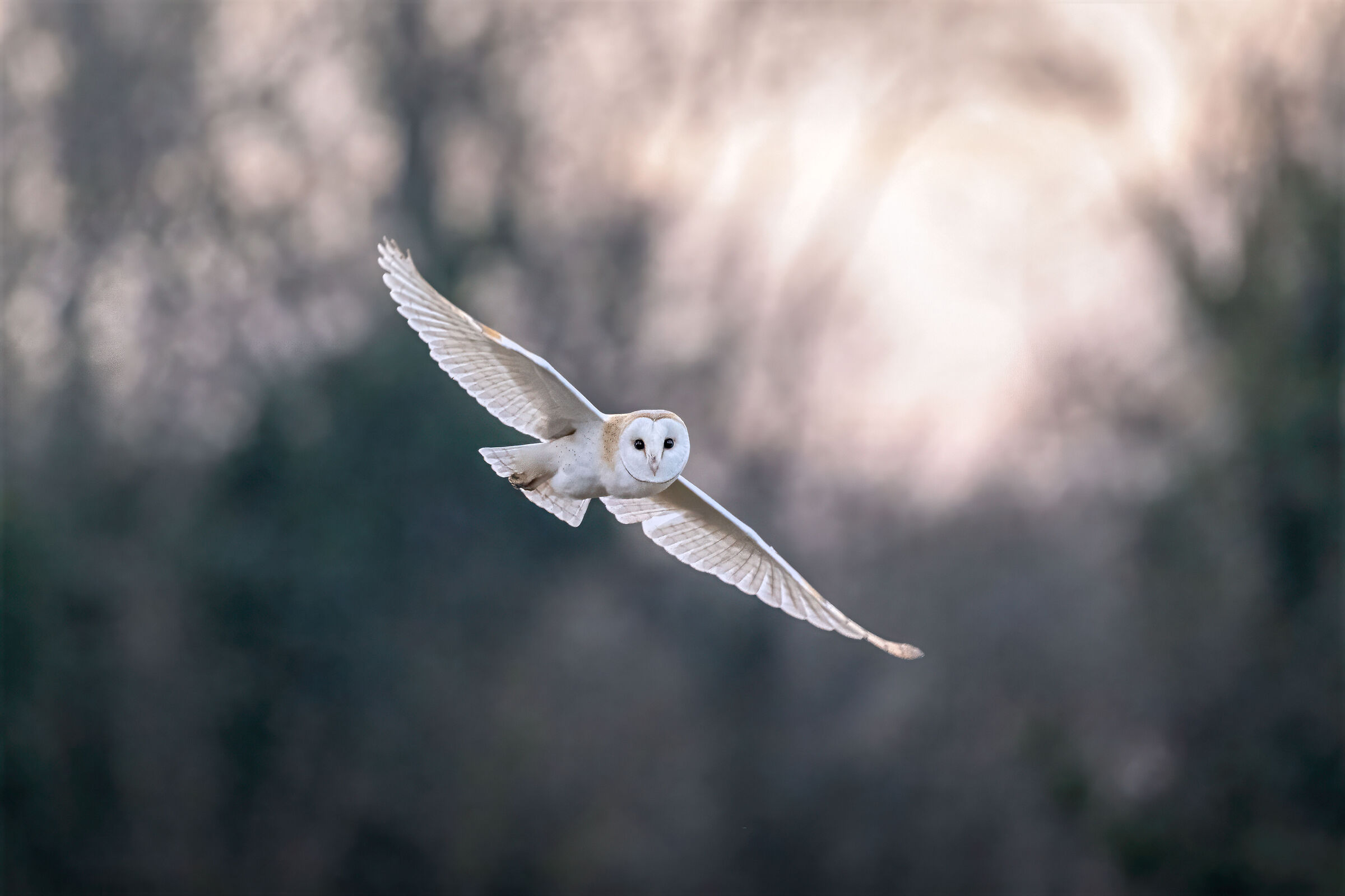Northern barn owl