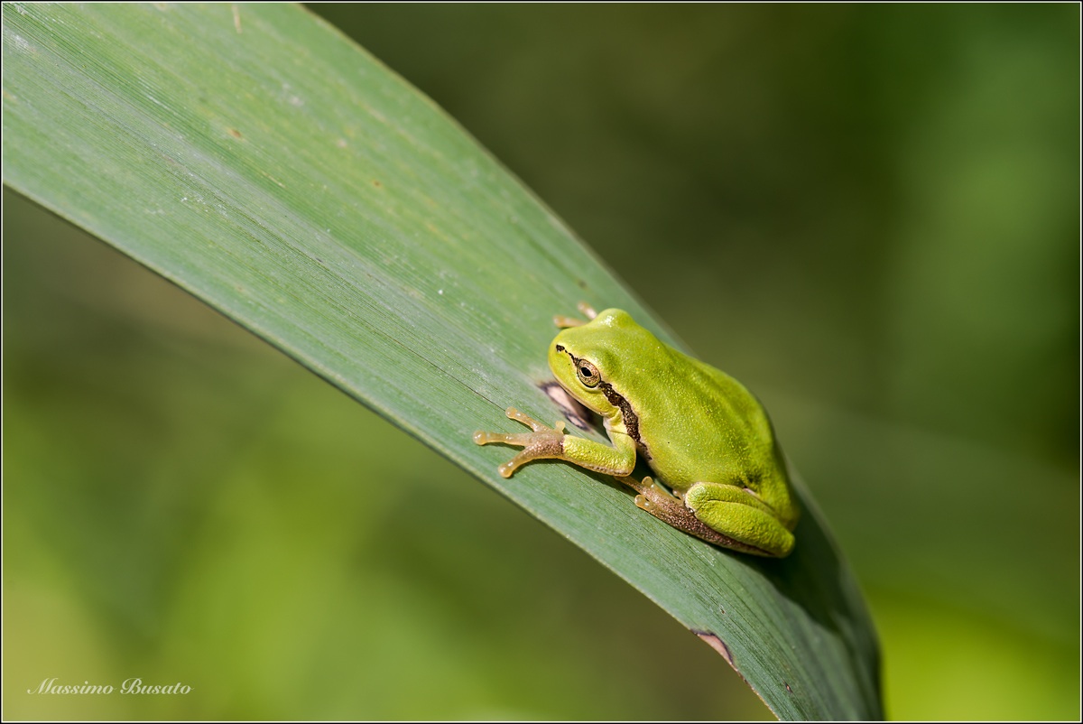treefrog