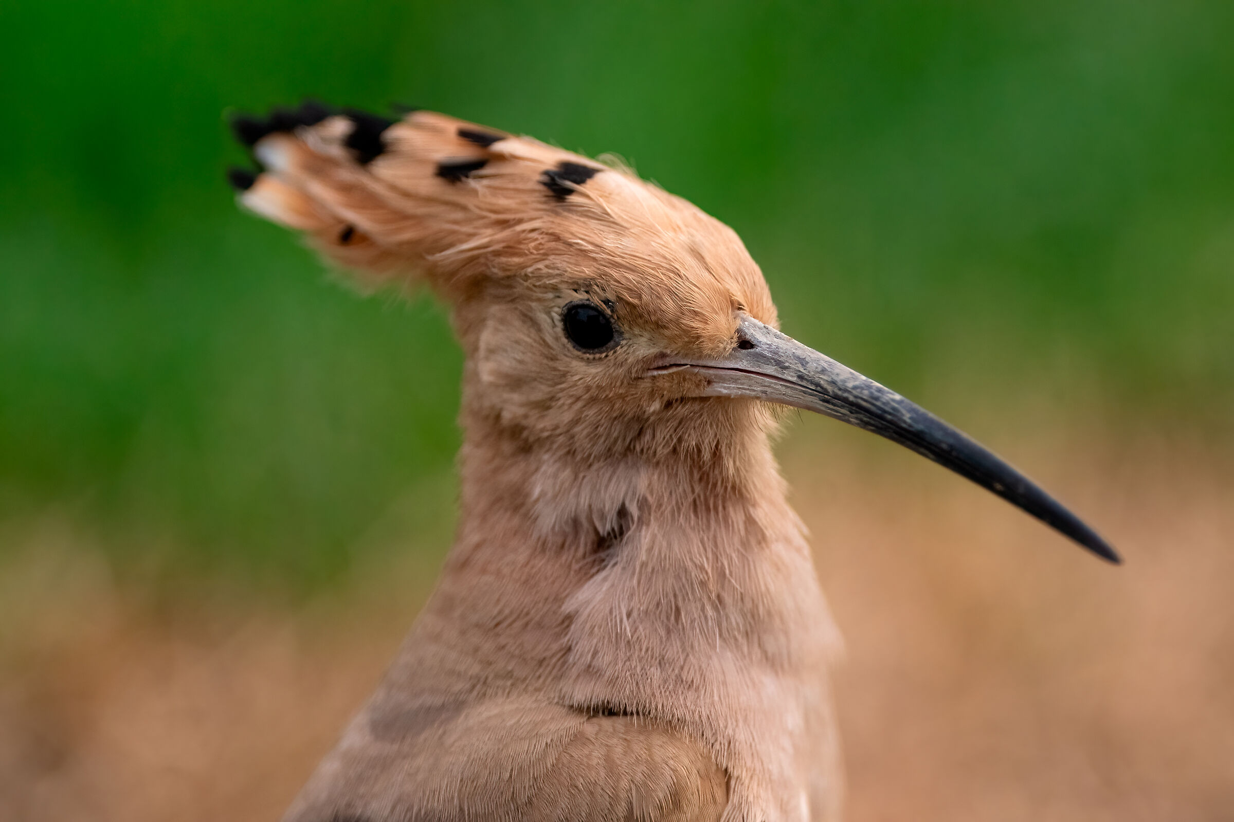 Lo sguardo dell'upupa