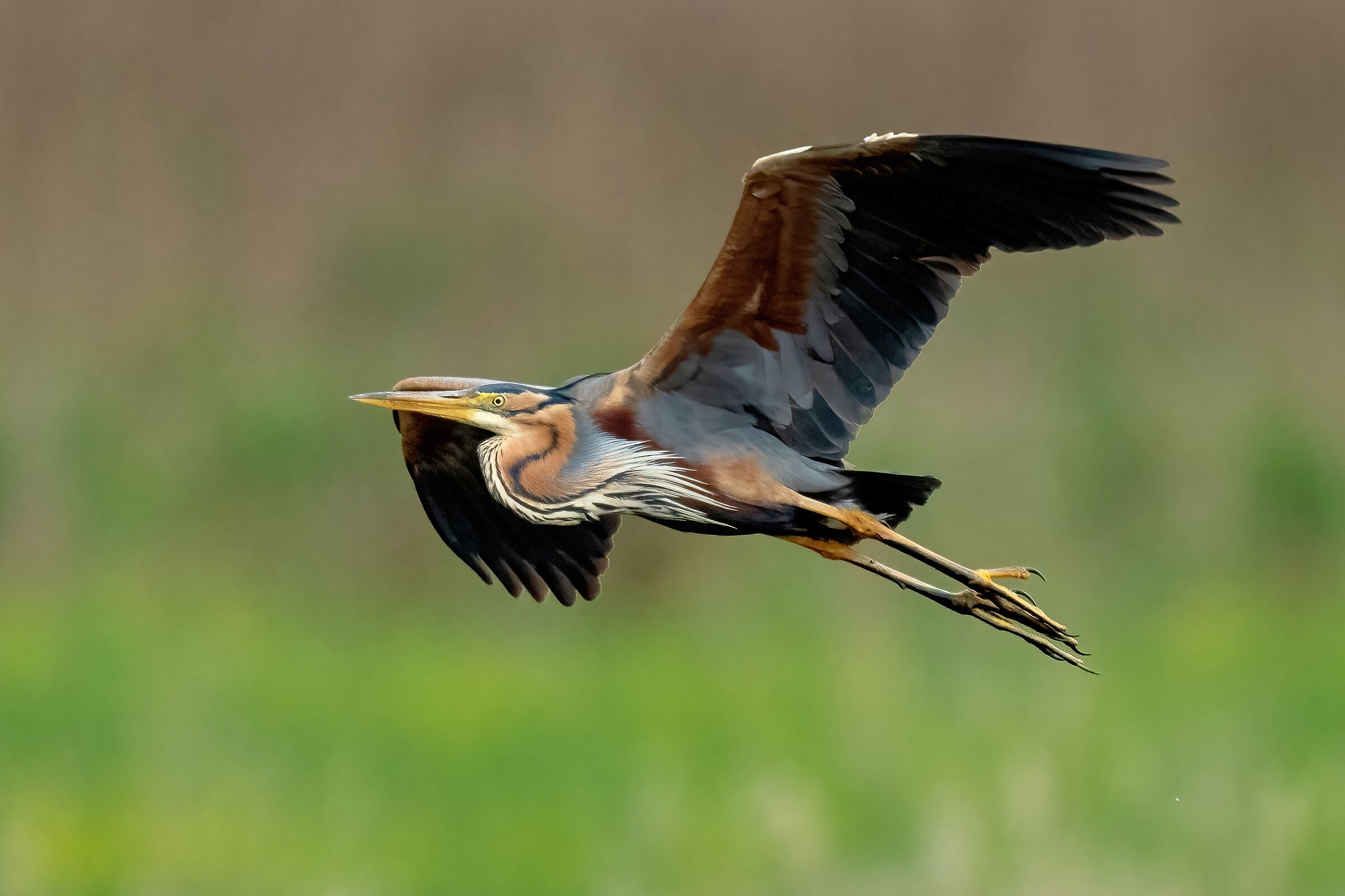 Purple heron (Ardea purpurea)