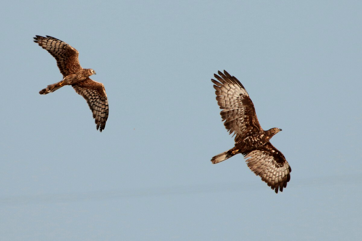 Honey buzzard mobbed by harrier (f)