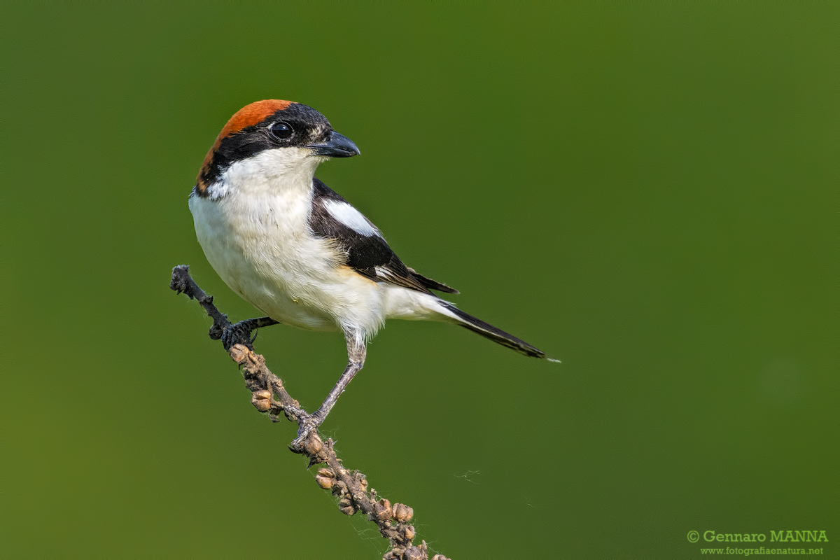 Averla capirossa (Lanius senator)