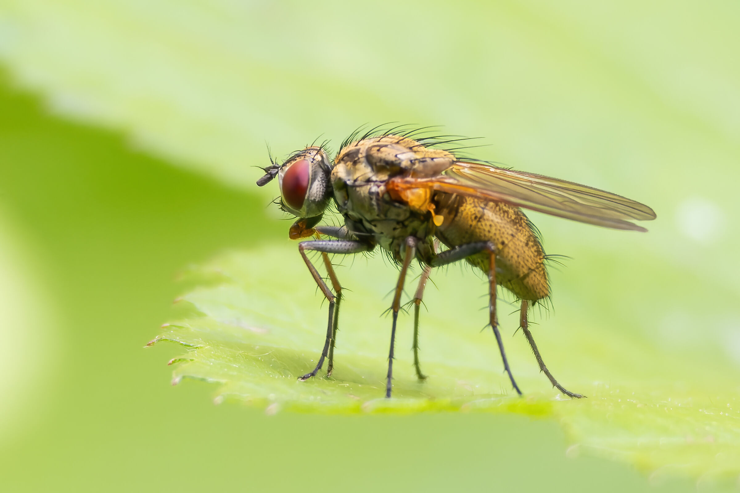 Housefly (Musca domestica)