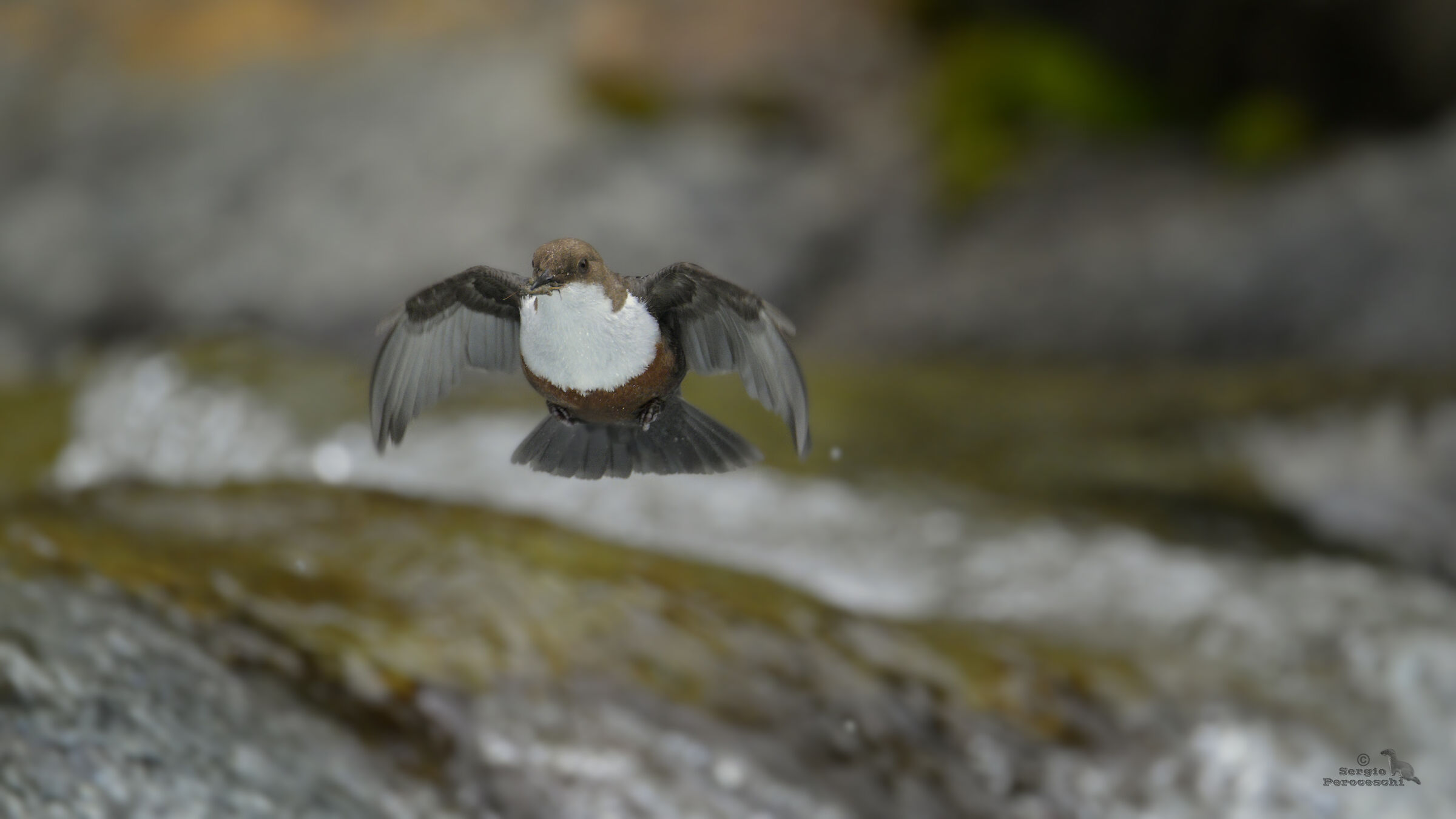 White-throated dipper