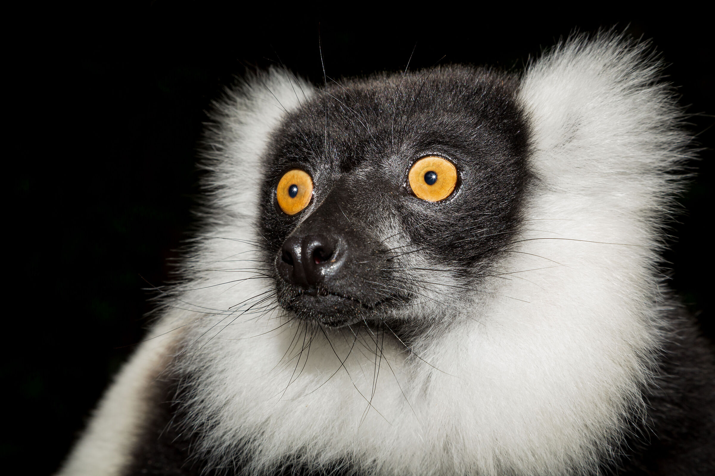 Viaregato lemur
