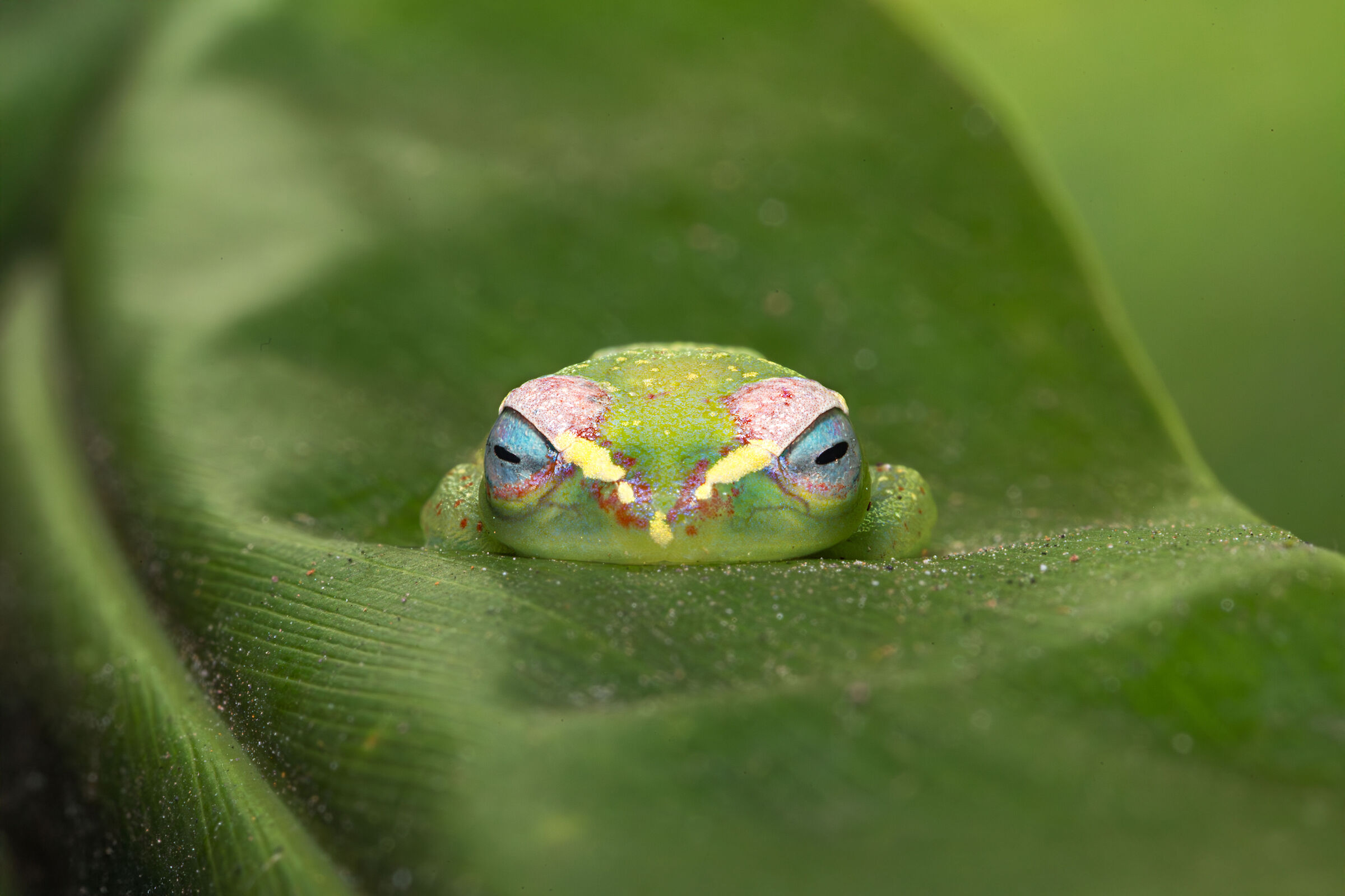 small frog on a leaf