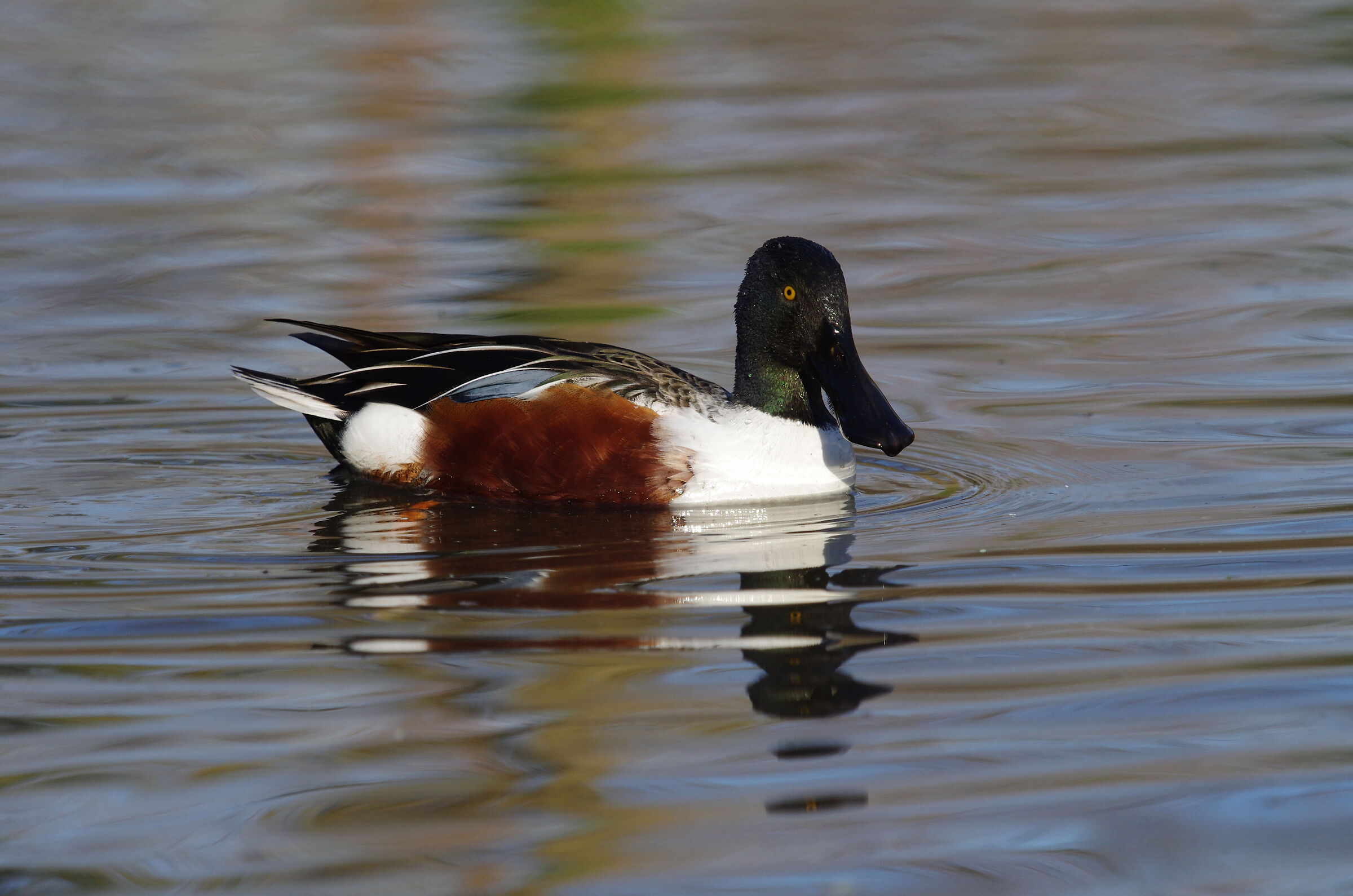 Shoveler
