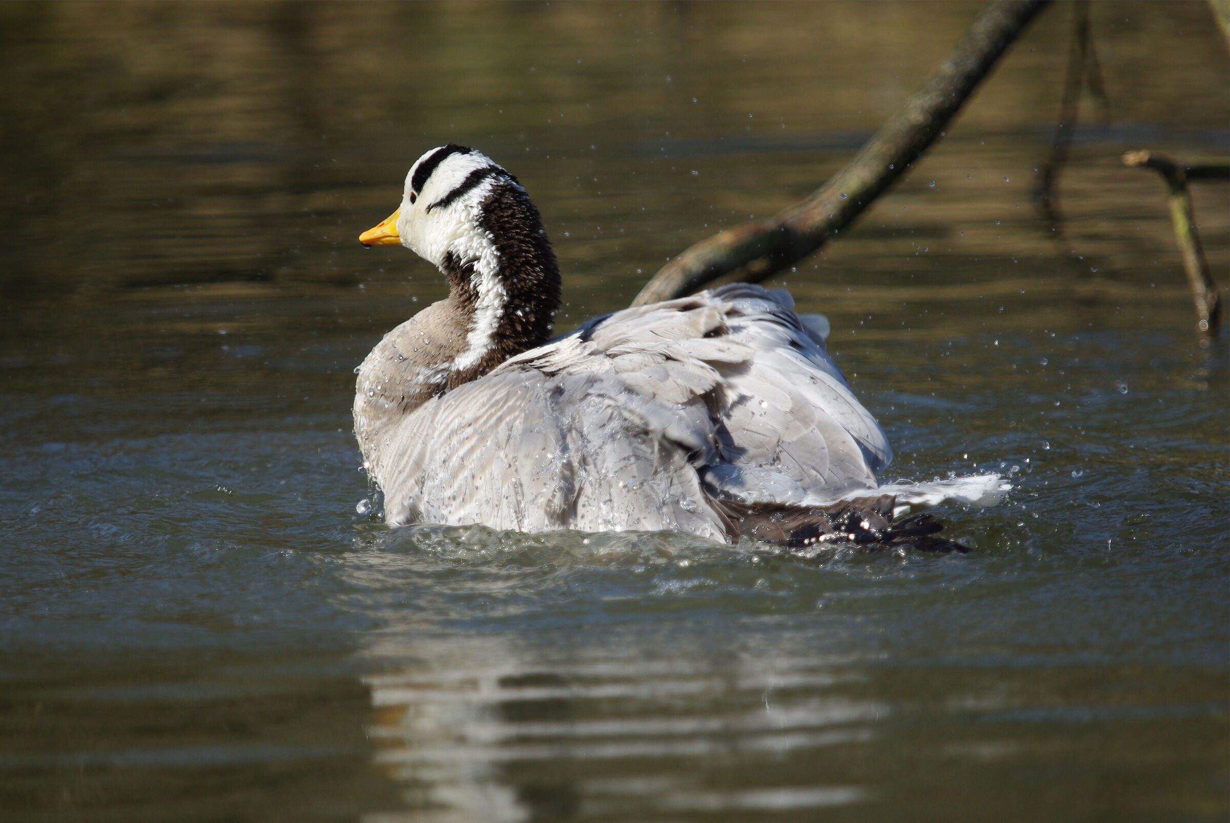 Indian goose