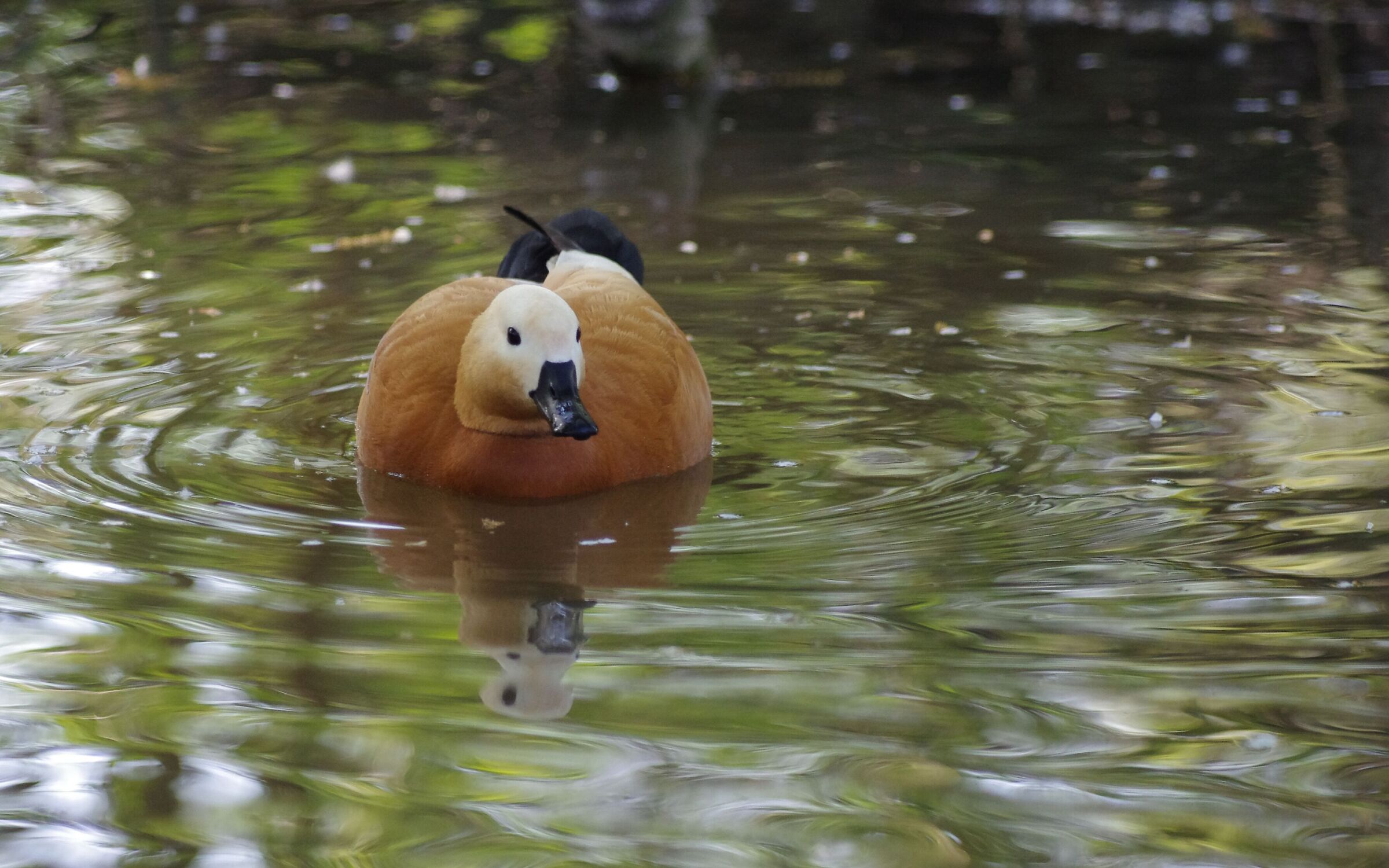 Ruddy shelduck