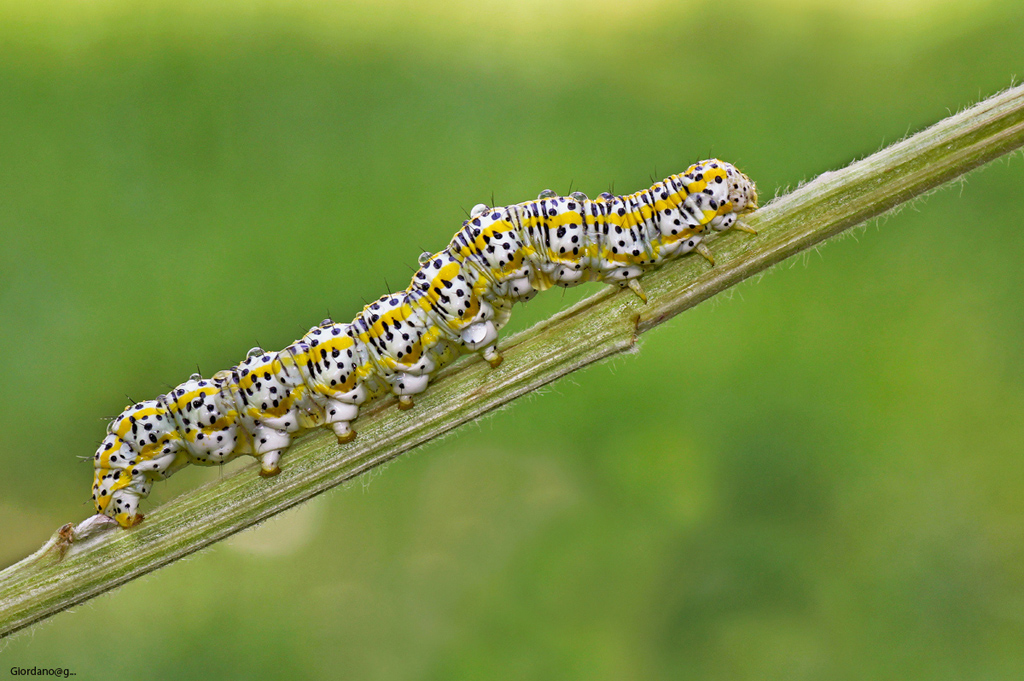 Cucullia Tanaceti (il bruco)