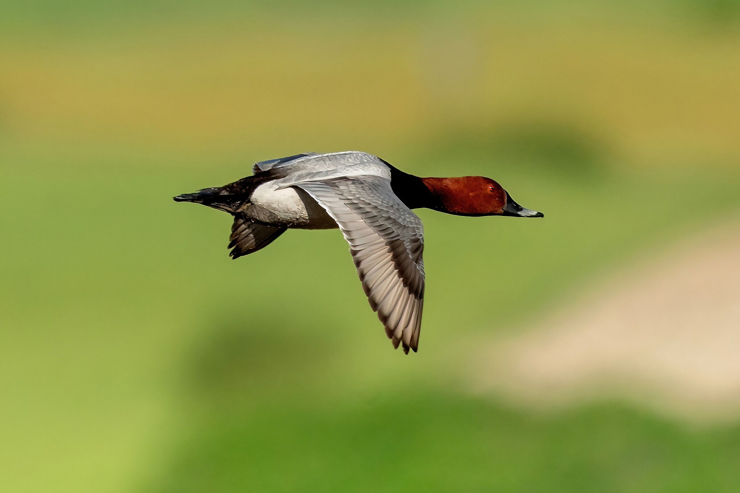 Male Pochard (Aythya ferina)