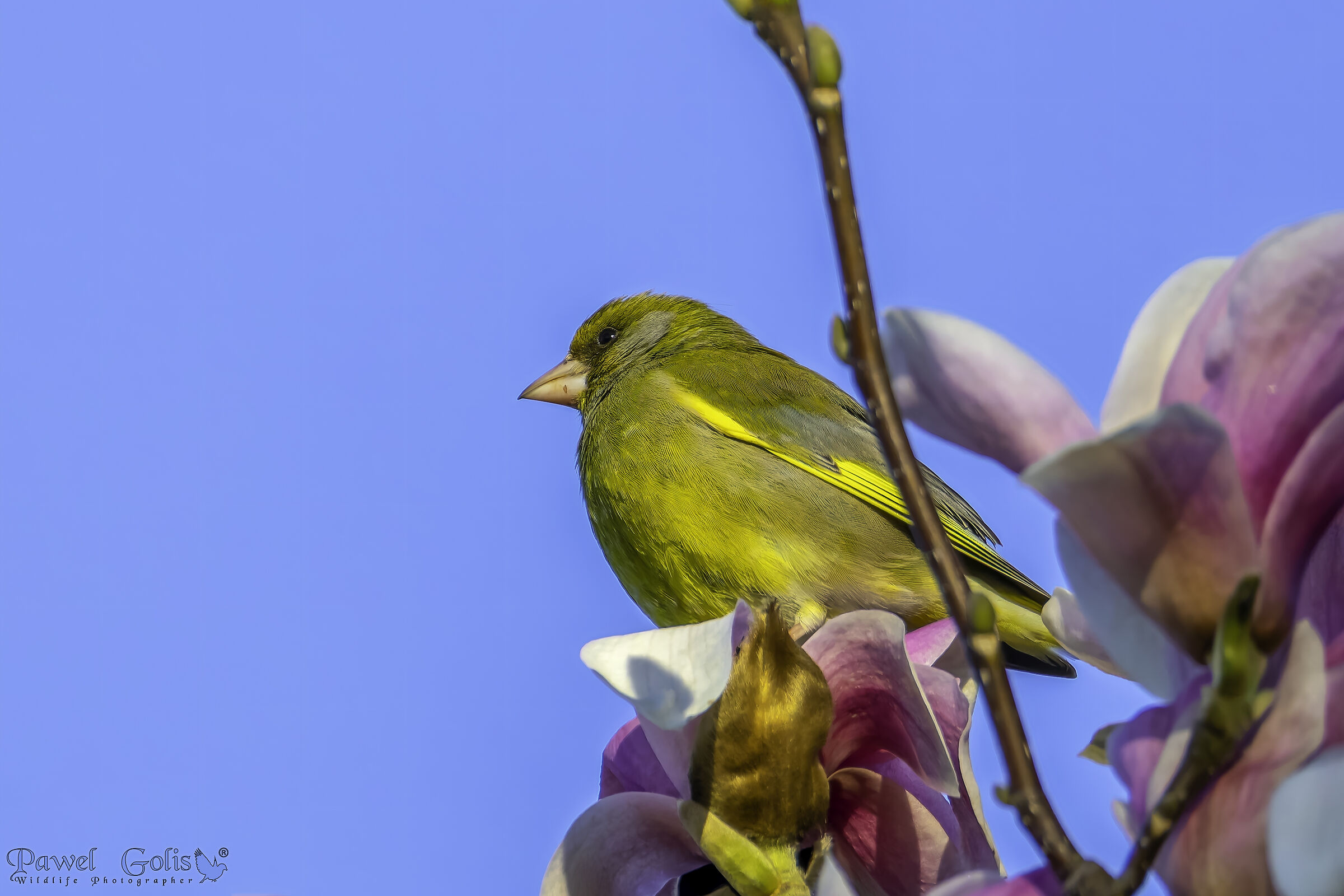 Verdone (Chloris chloris)