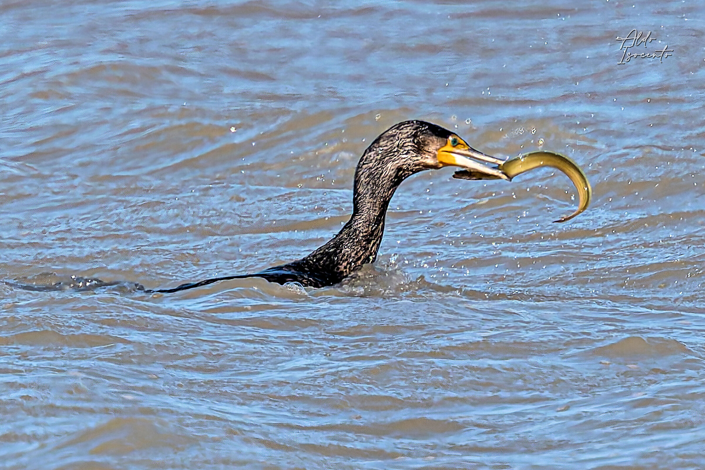 Cormorano a pranzo