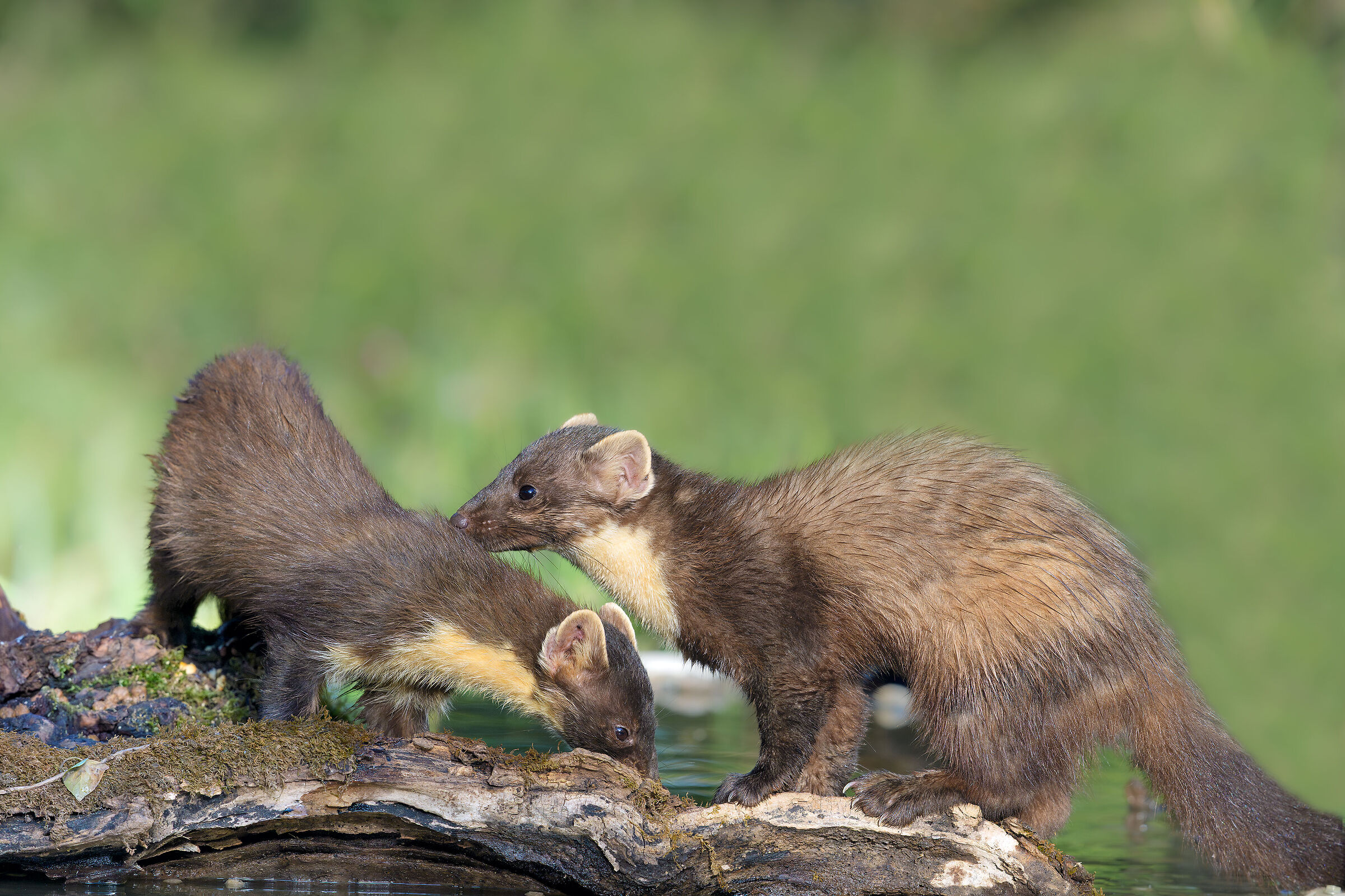 Marten Pair