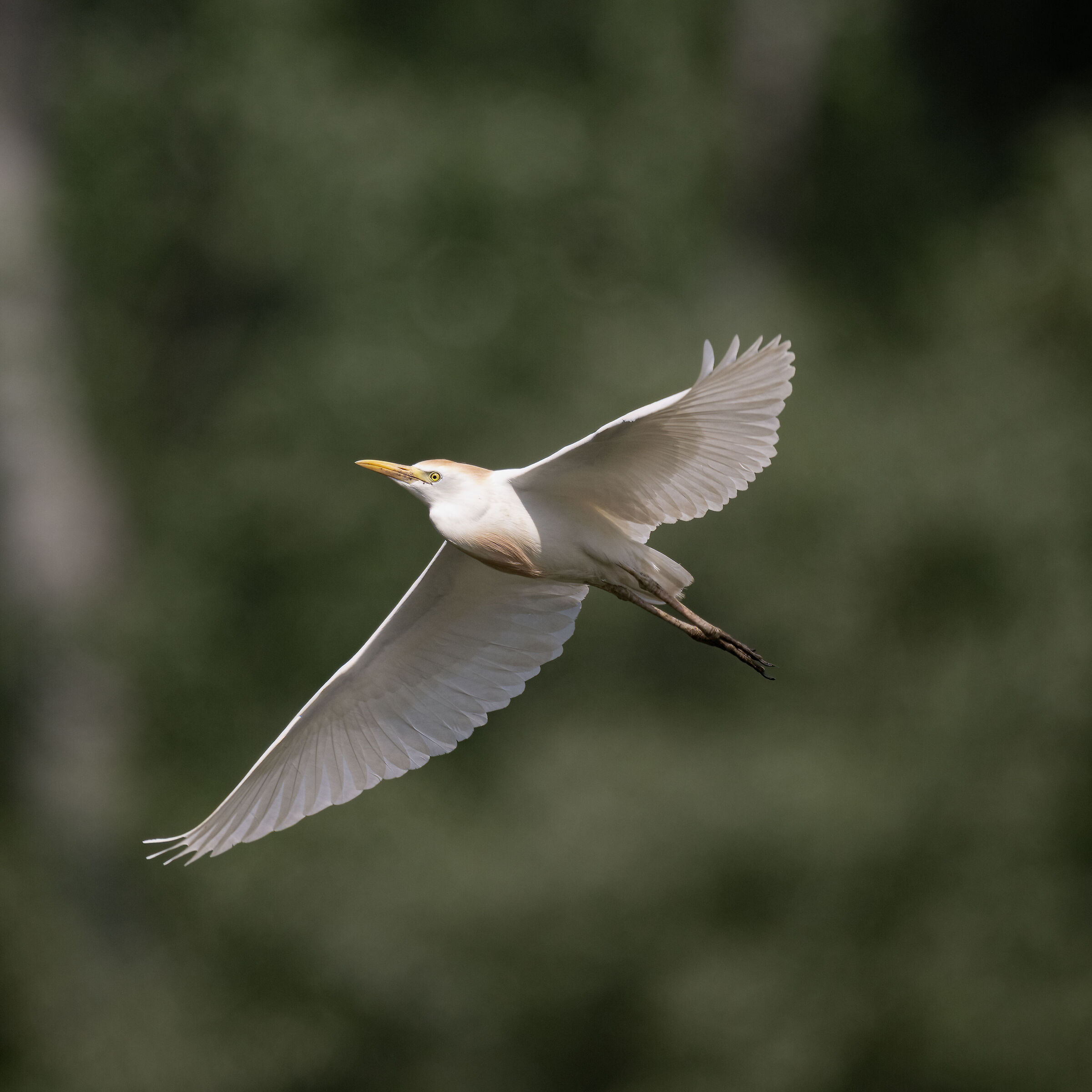 Night Heron - Sant'Albano Stura - Piedmont