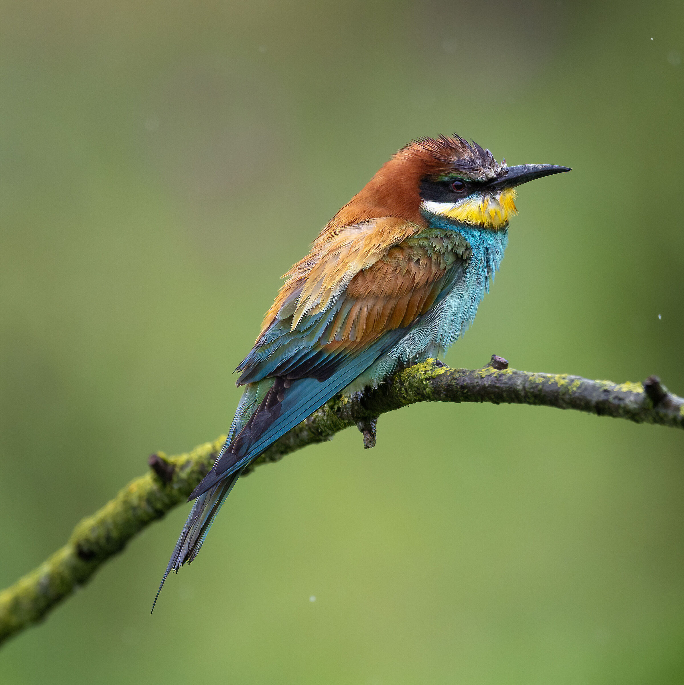 Bee-eater - Sant'Albano Stura - Piedmont
