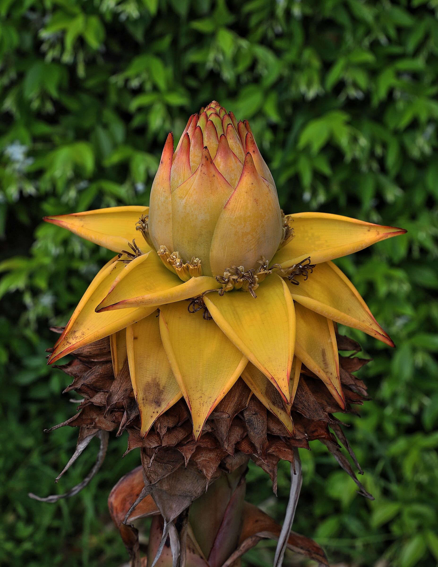 Musella lasiocarpa (Banano a fiore giallo)