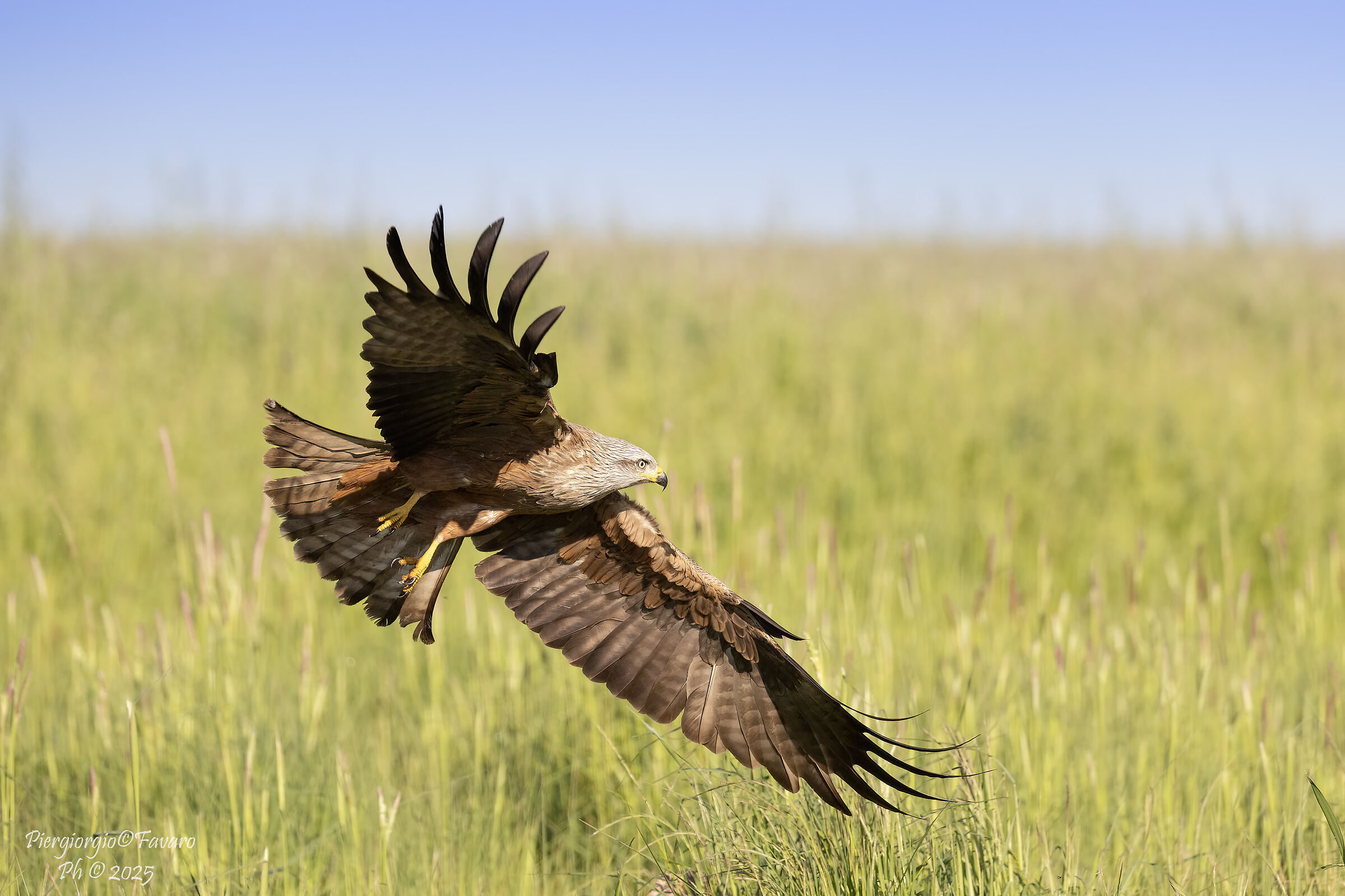 Black kite.
