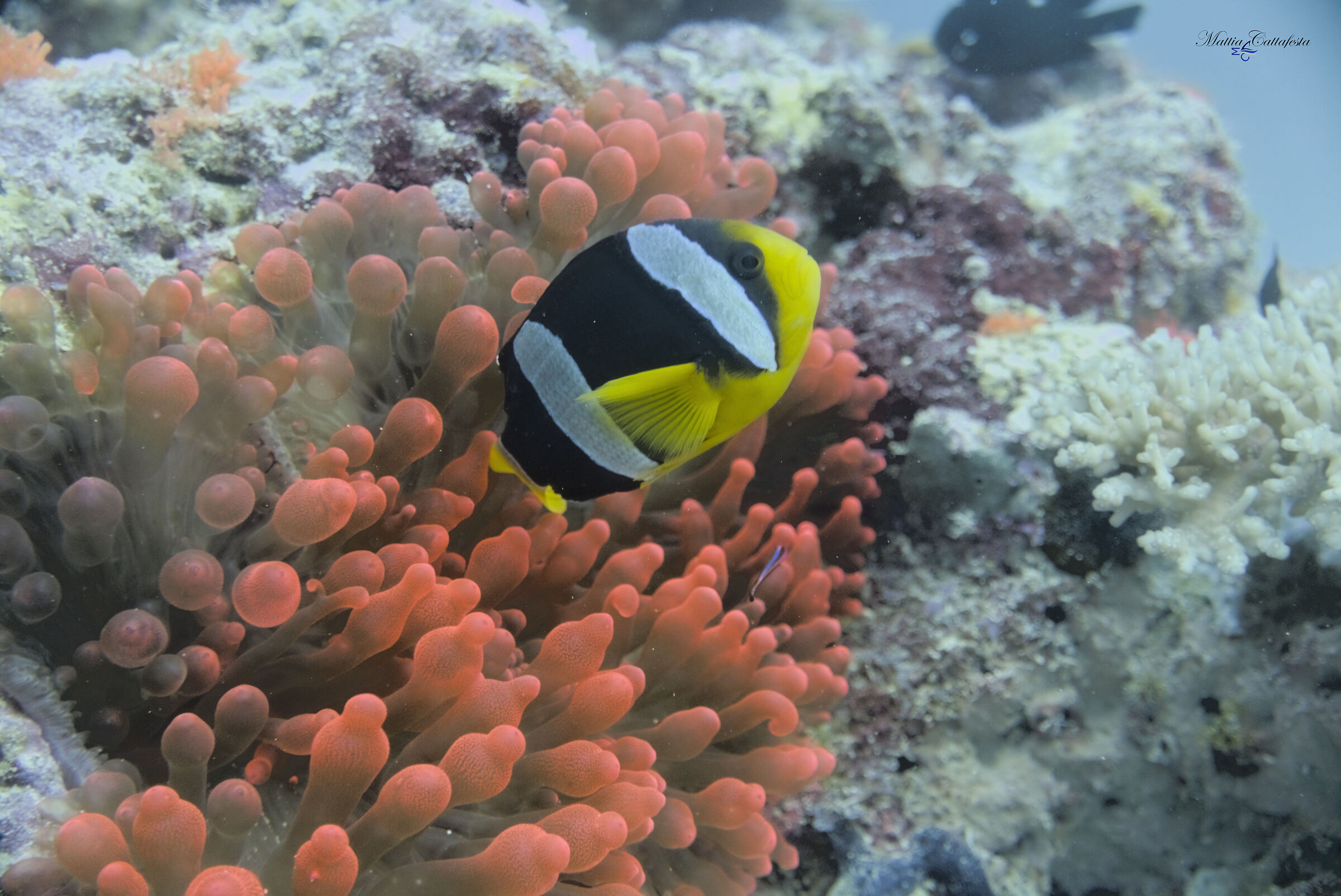 Memories of Maldives - Clownfish