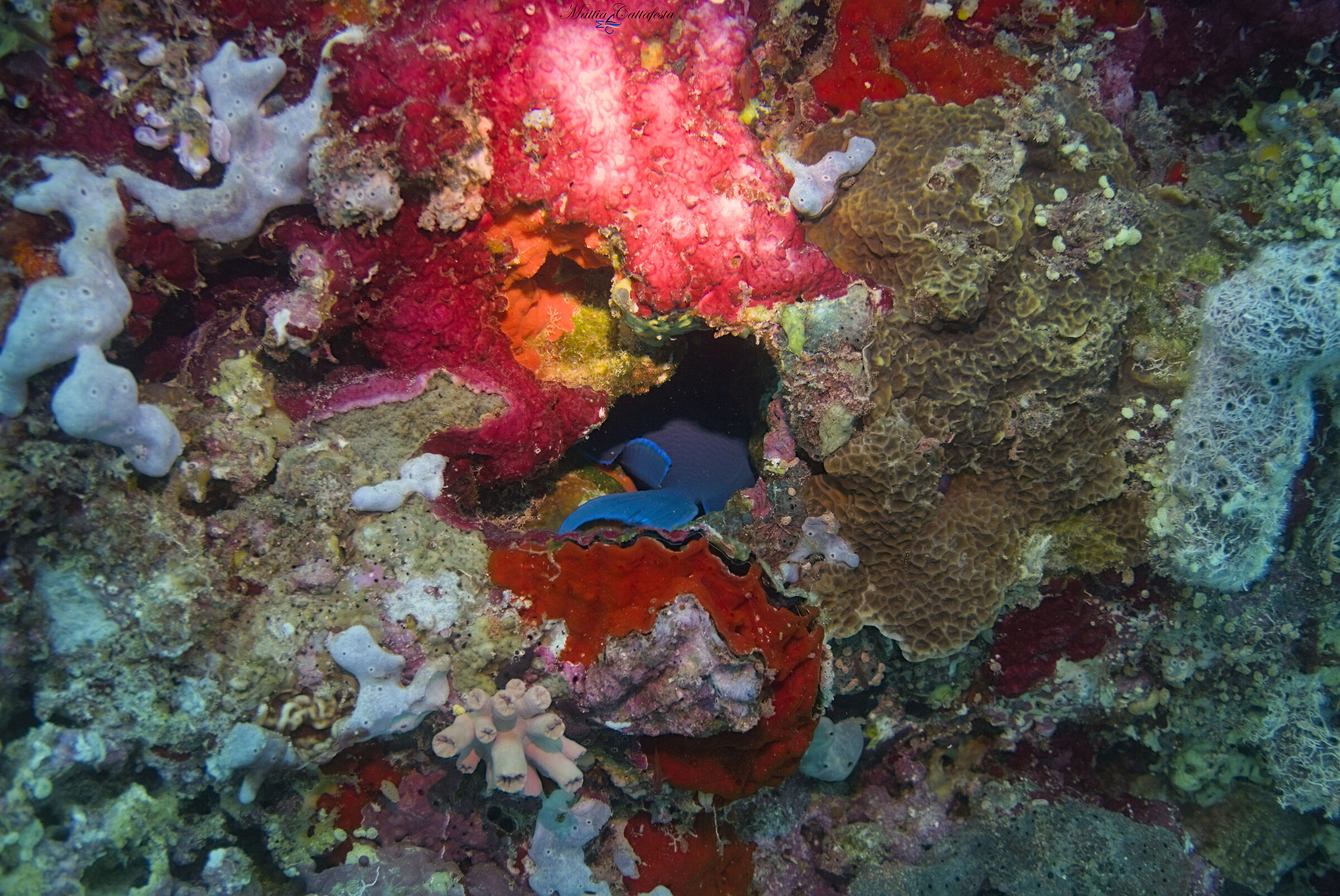 Memories of Maldives - Sleeping Triggerfish
