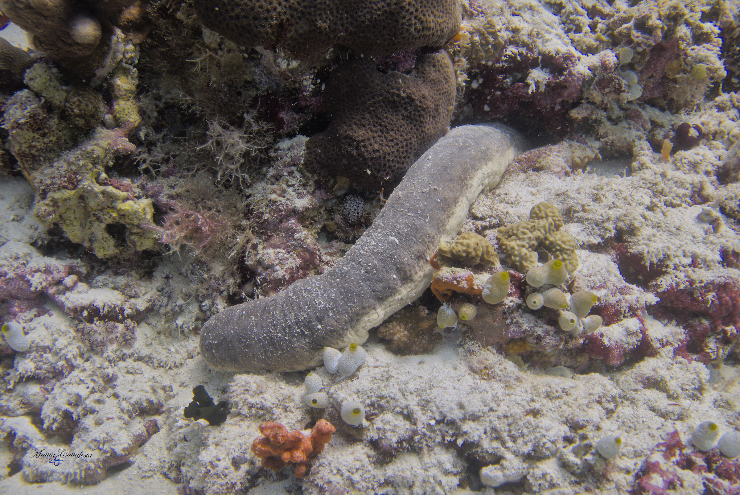 Memories of Maldives - Sea Cucumber