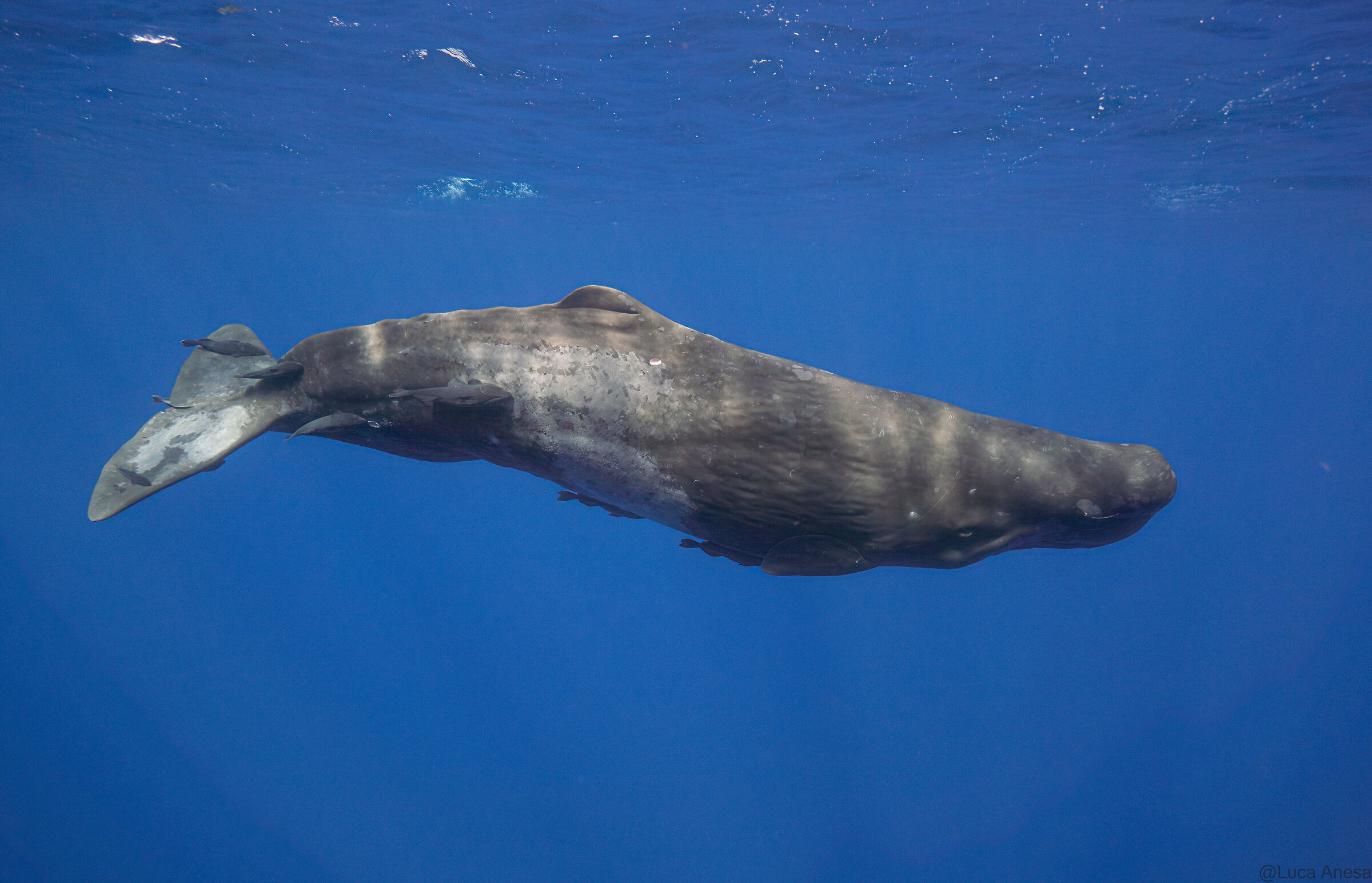 Sperm Whale