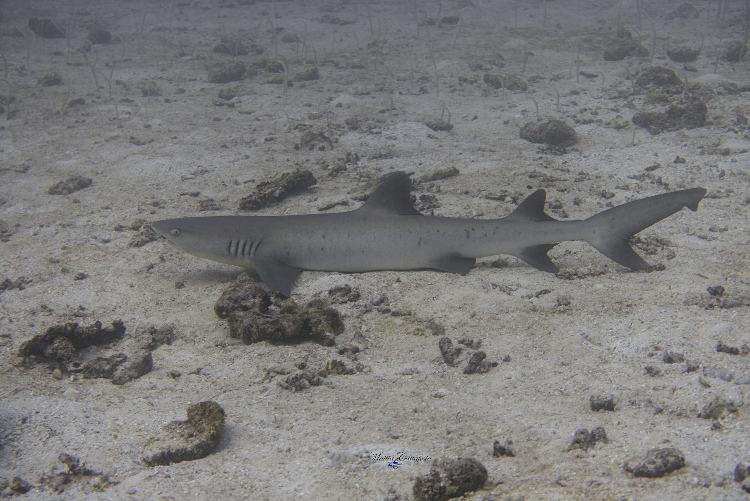 Memories of Maldives - Shark on Garden Eels