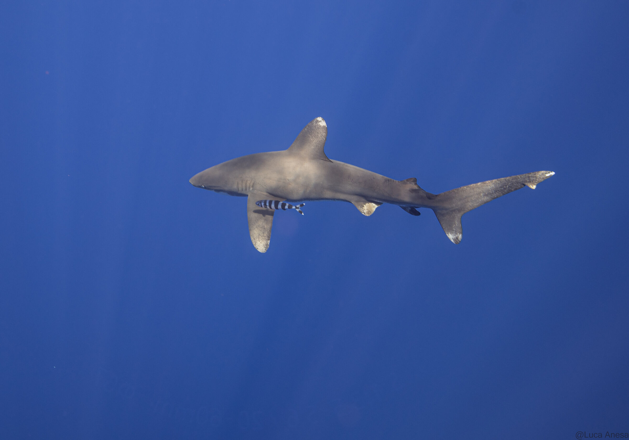 Carcharhinus longimanus