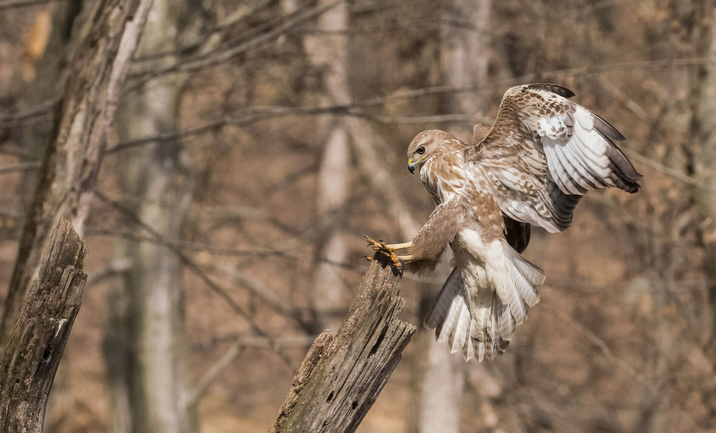 buzzard