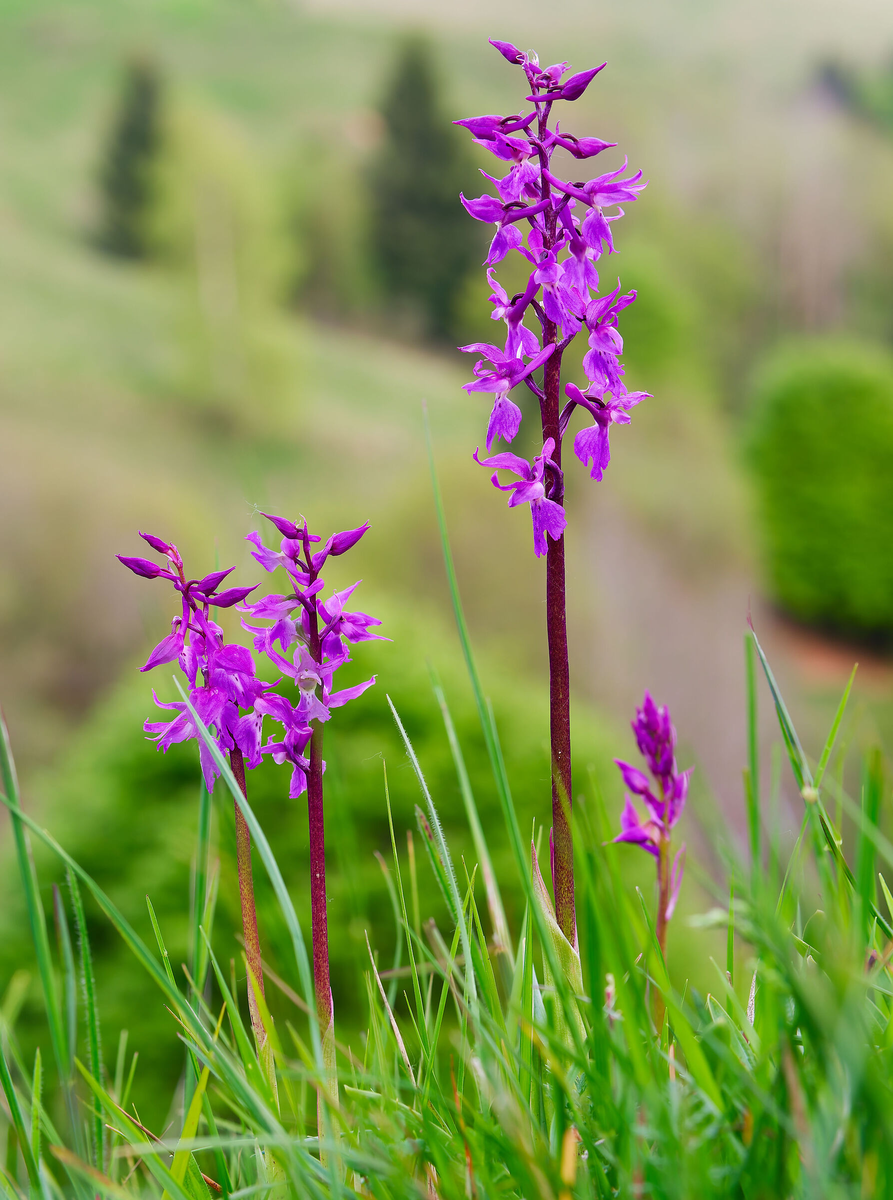Orchis albiensis