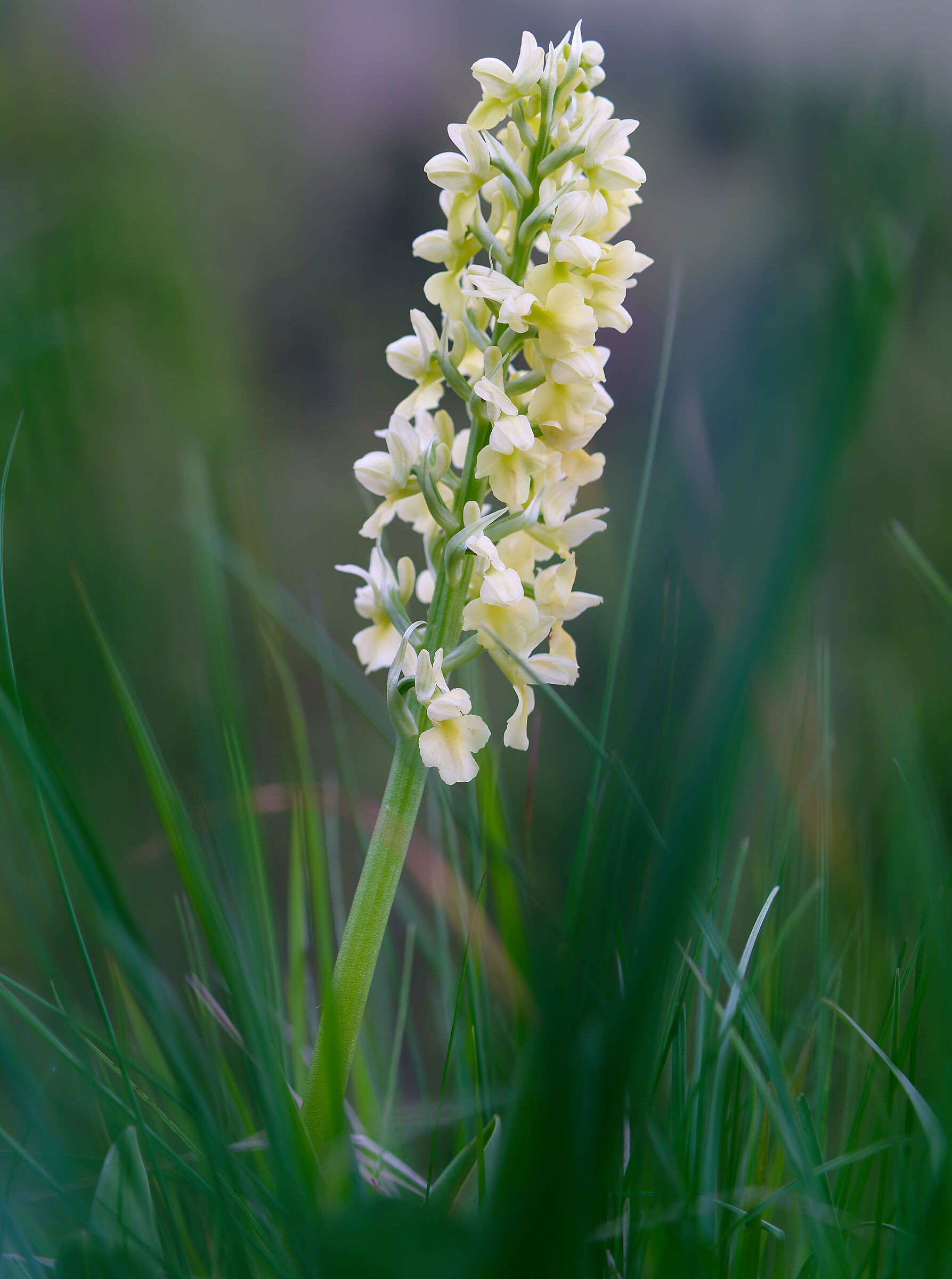 Orchis Pallens