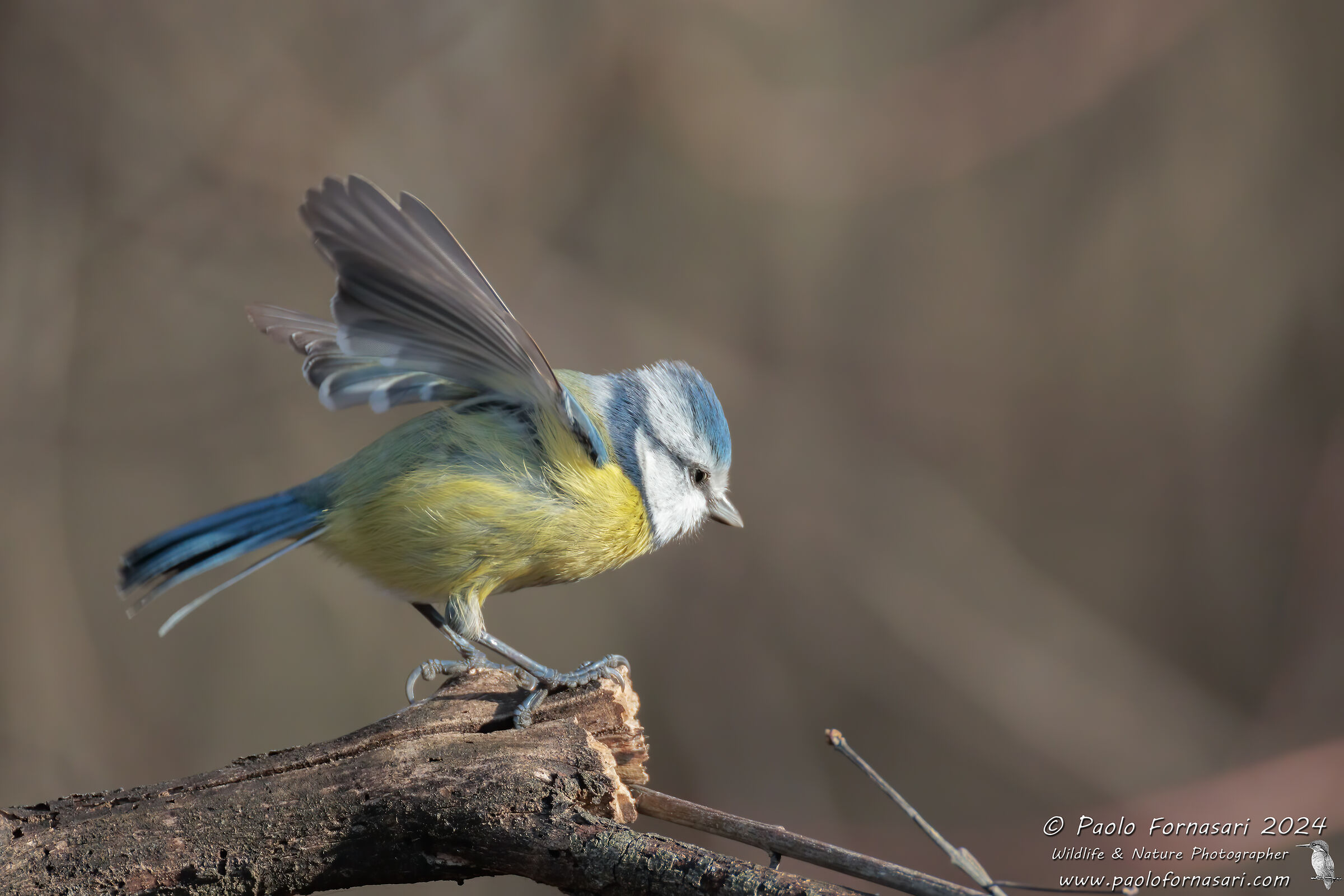 Blue (Cyanistes caeruleus)