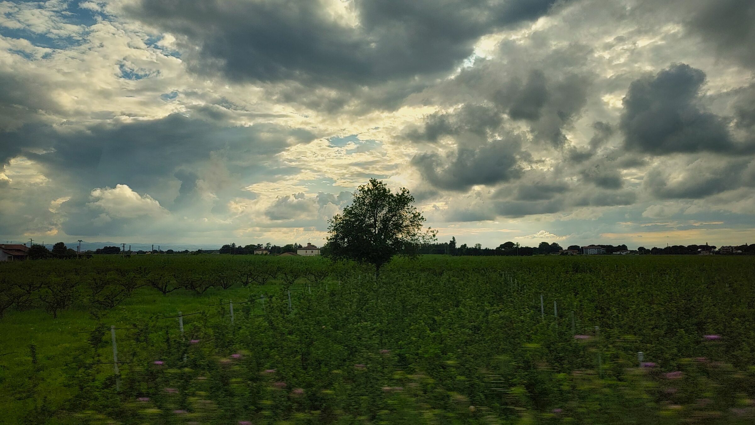 Lonely tree under threatening clouds