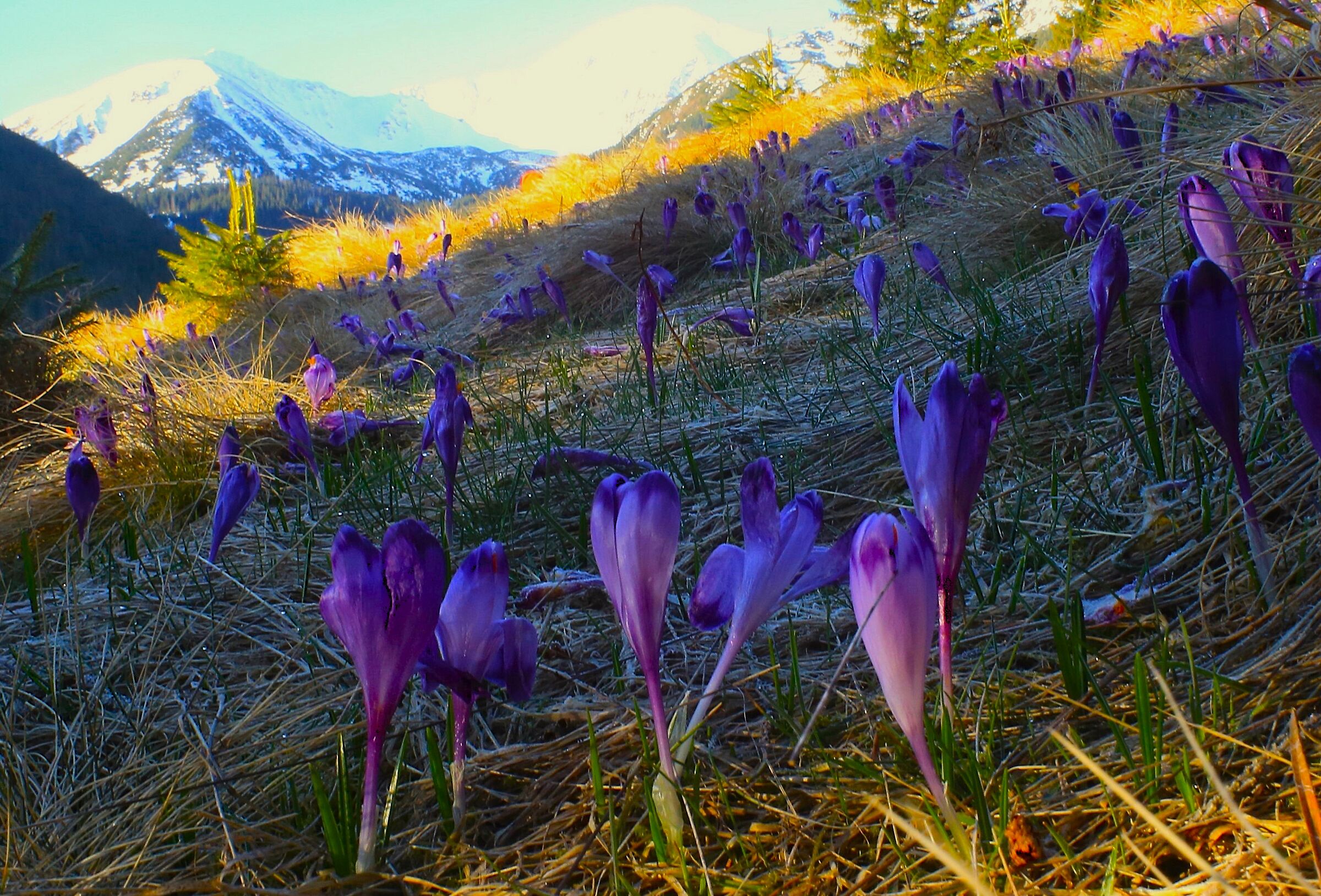 Dopo l'alba