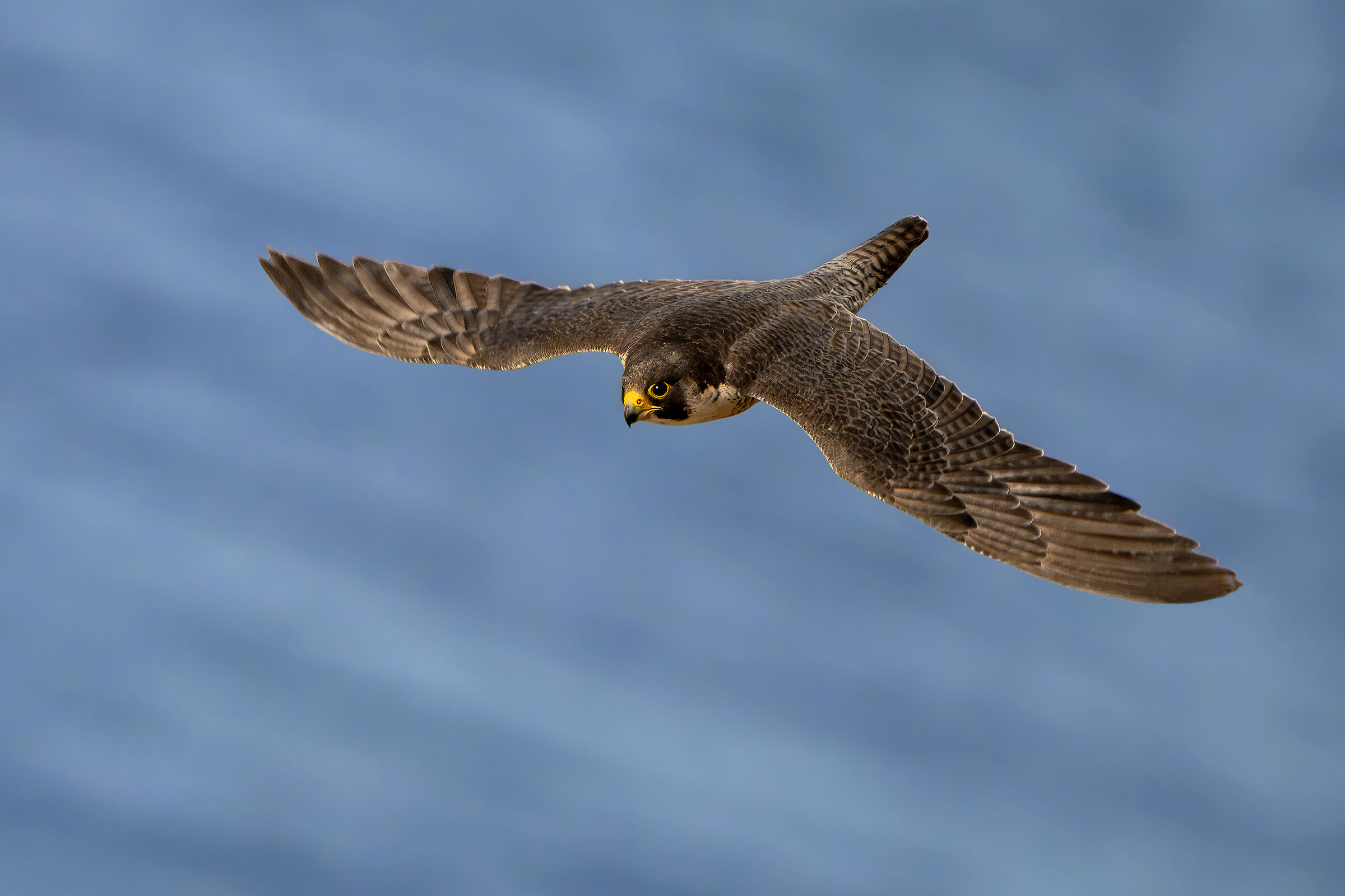 A caccia sul mare - Falco pellegrino