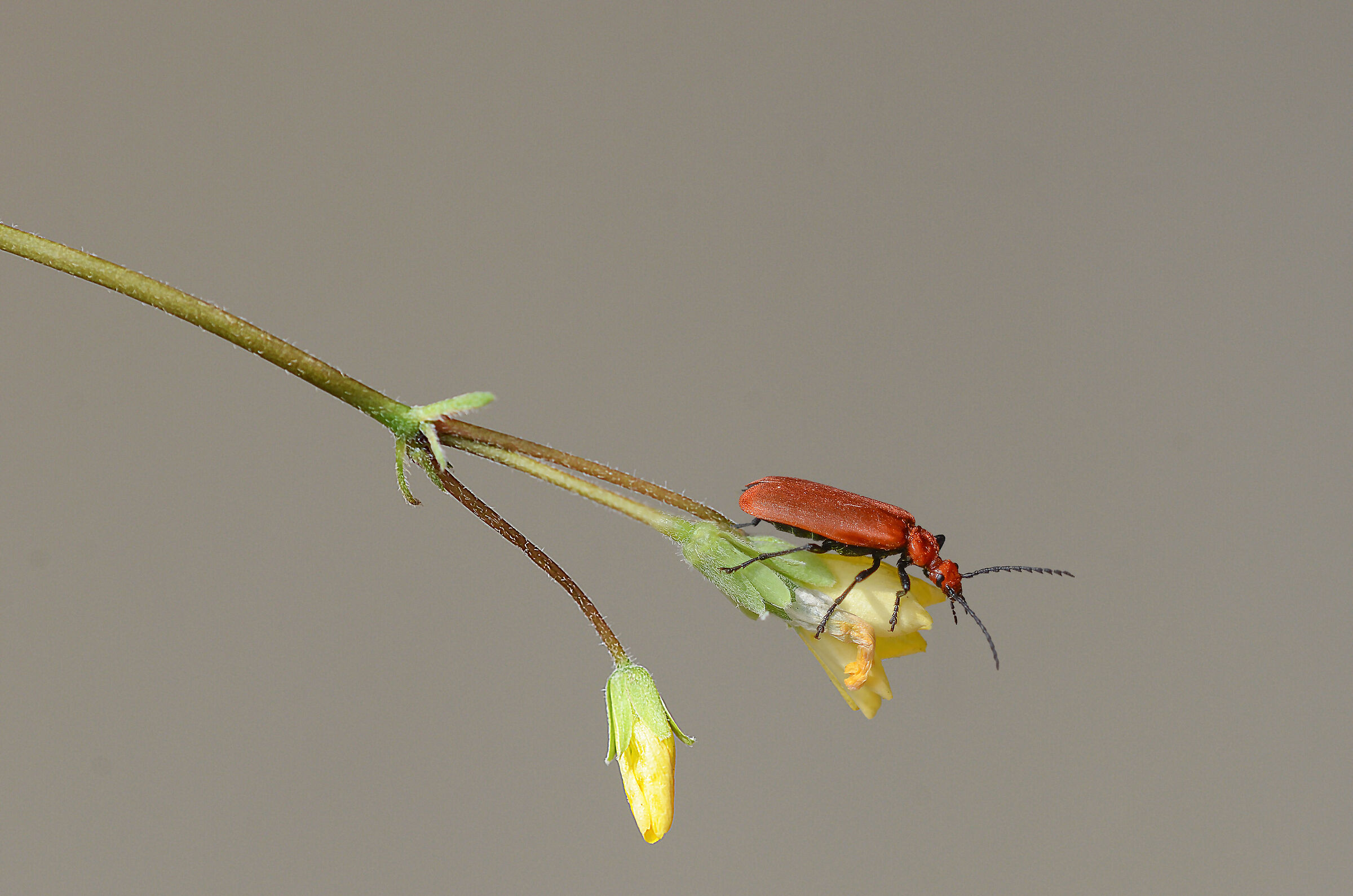 Pyrochroa serraticornis