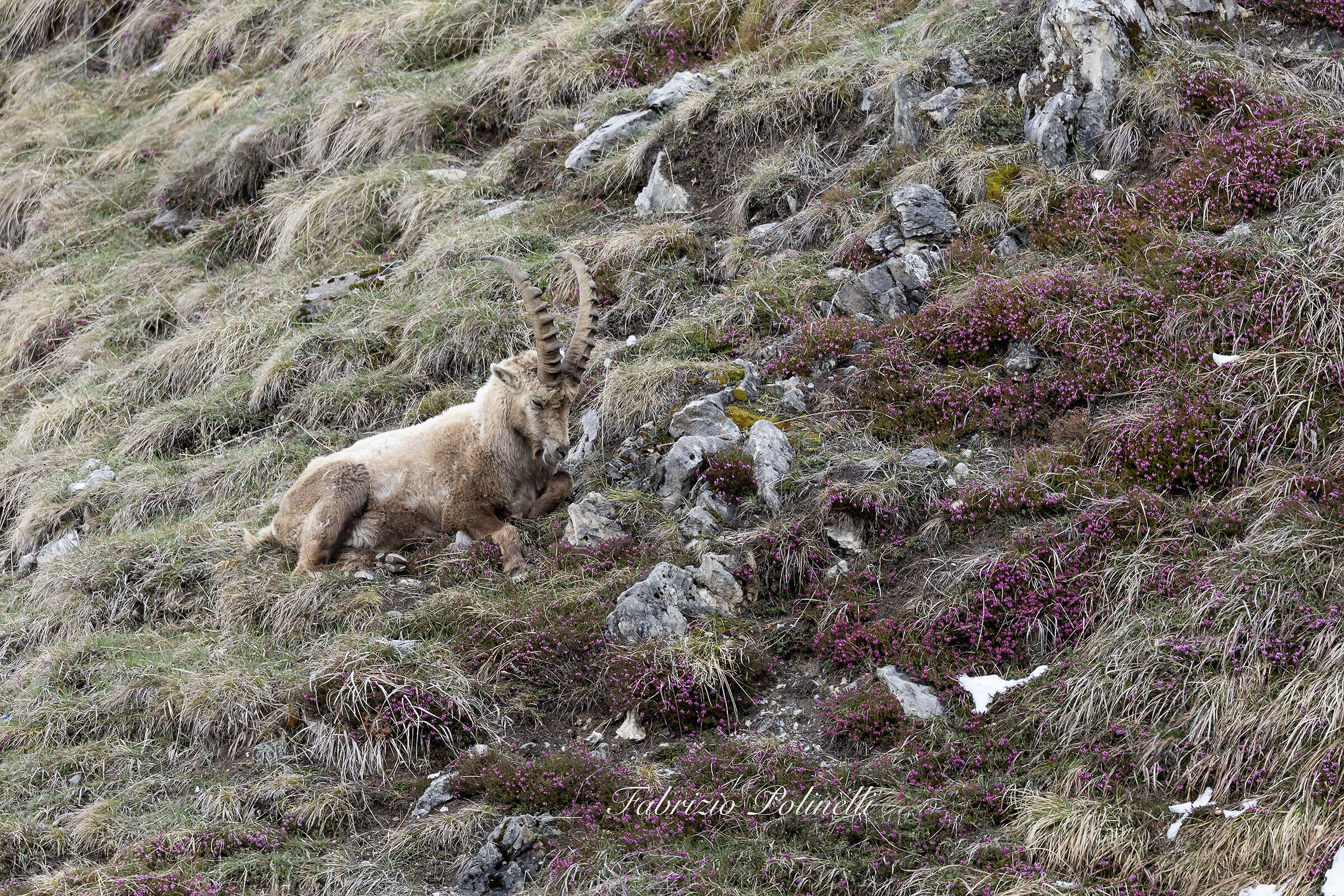 Rest among the heather