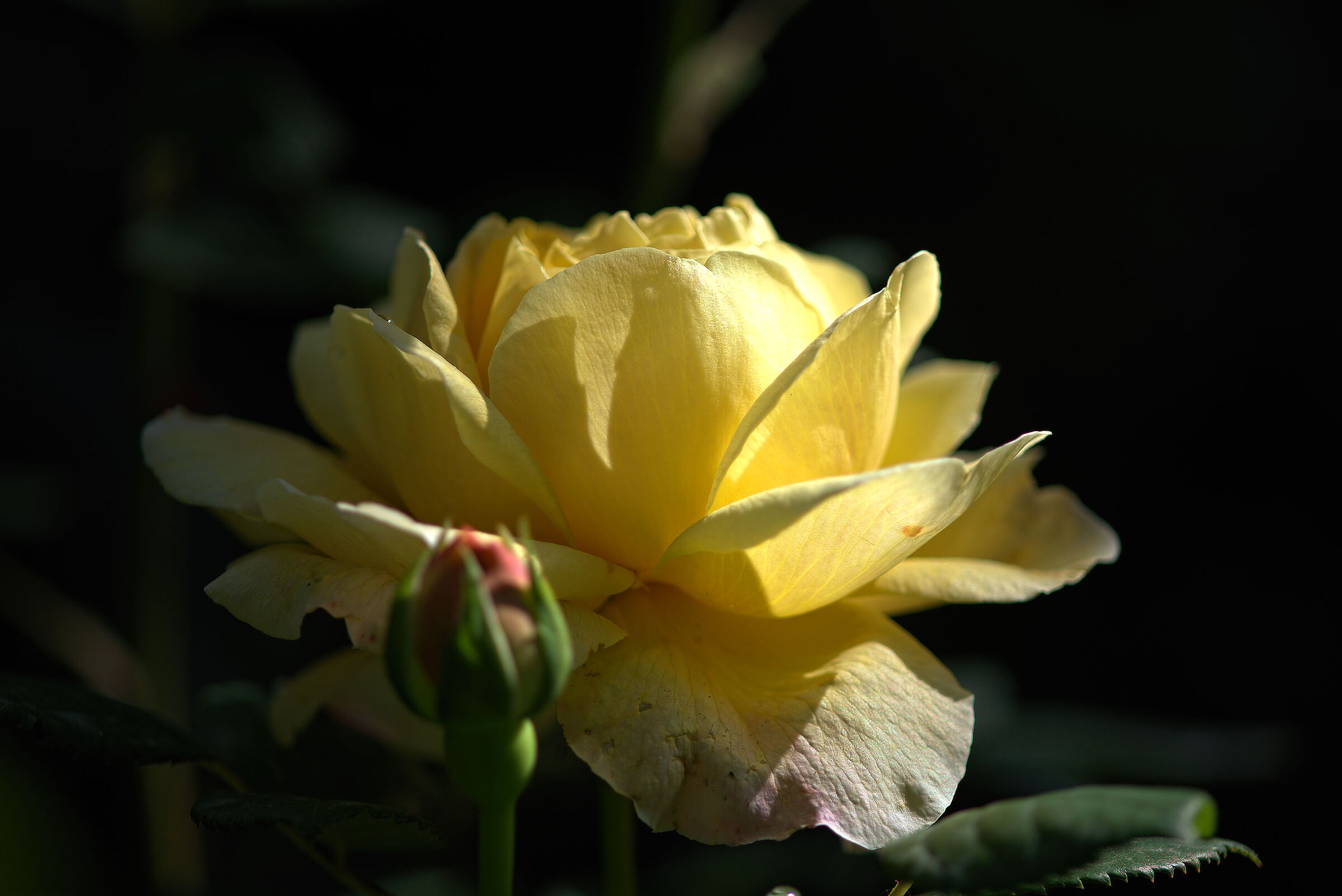 Ibrido di tea "Gina Lollobrigida"