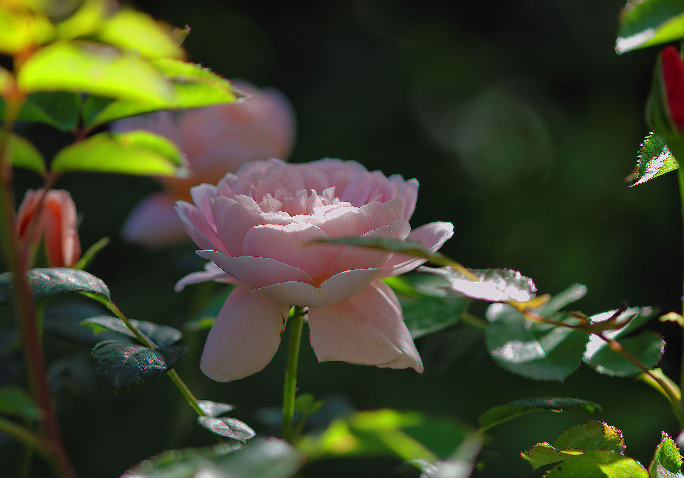 Regina di Svezia D.Austin