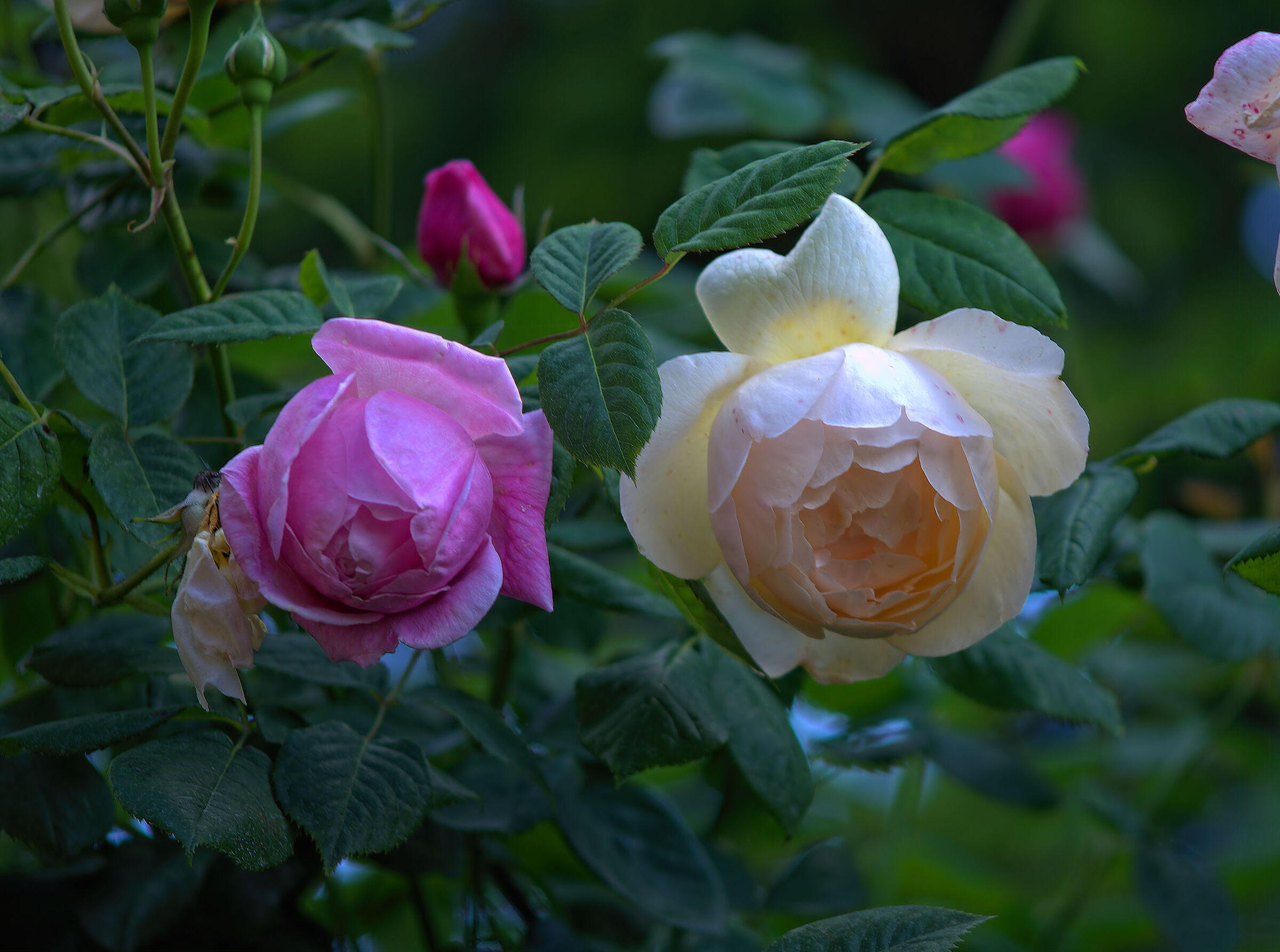 Wollerton old hall e Generous Gardener