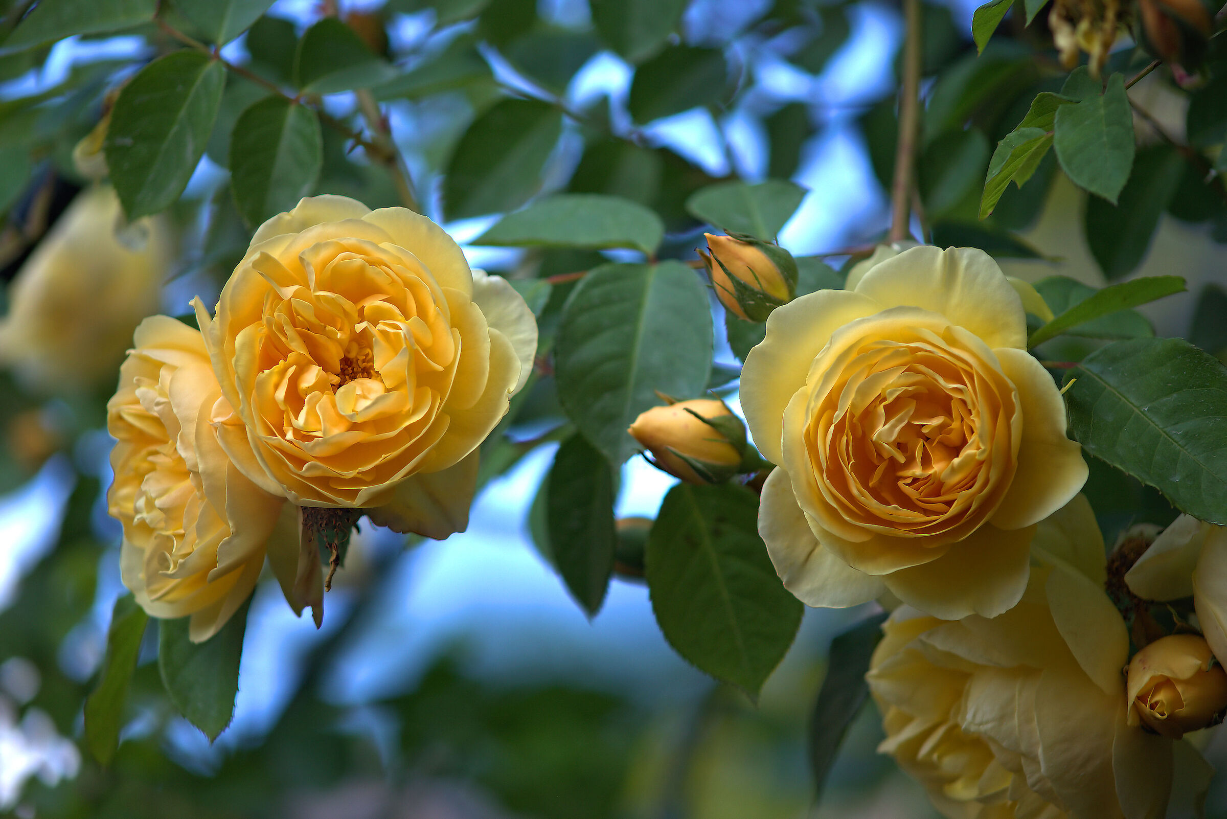 Graham Thomas D.Austin