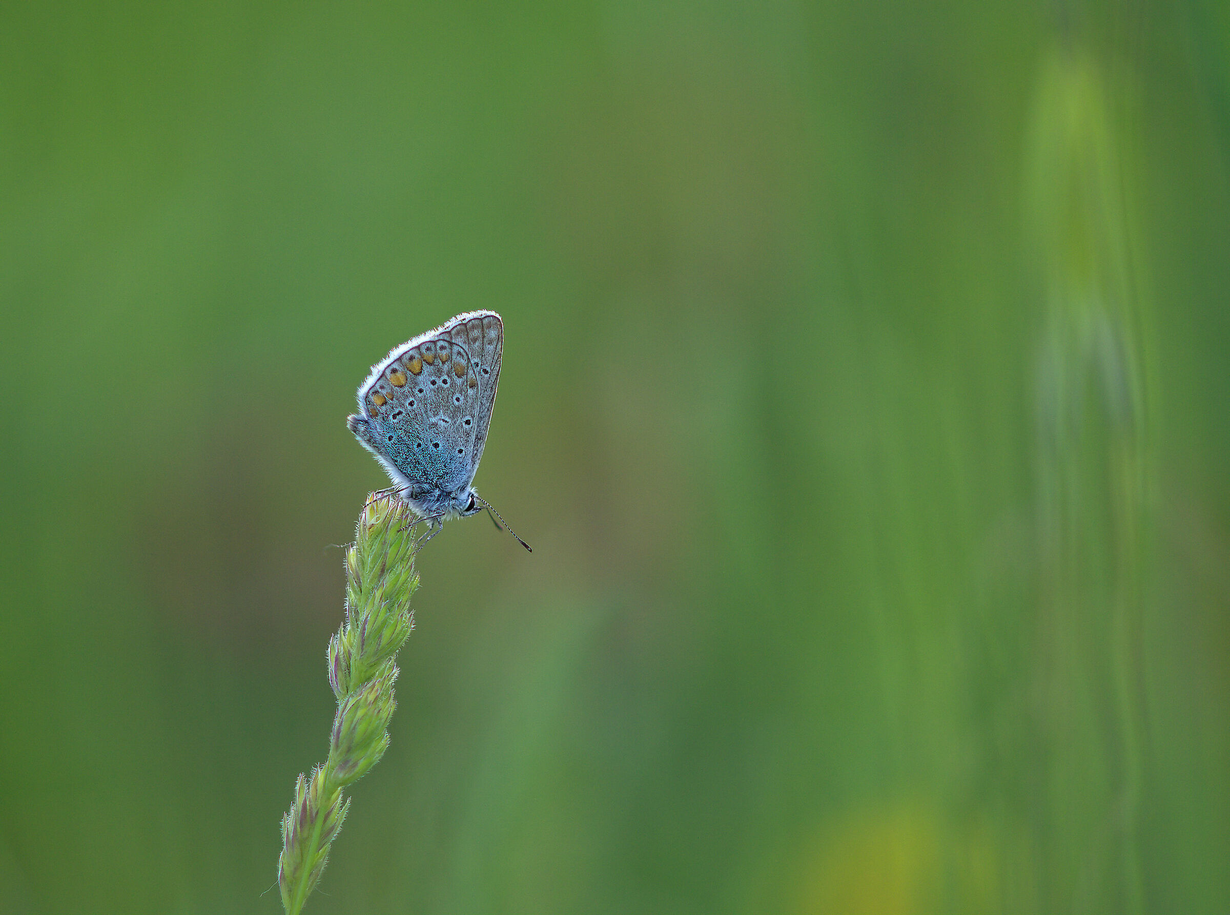 Plebejus argus