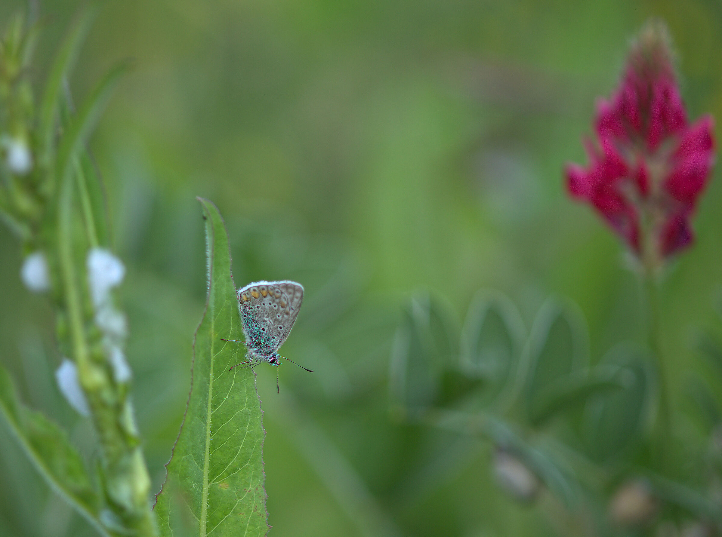 Plebejus argus
